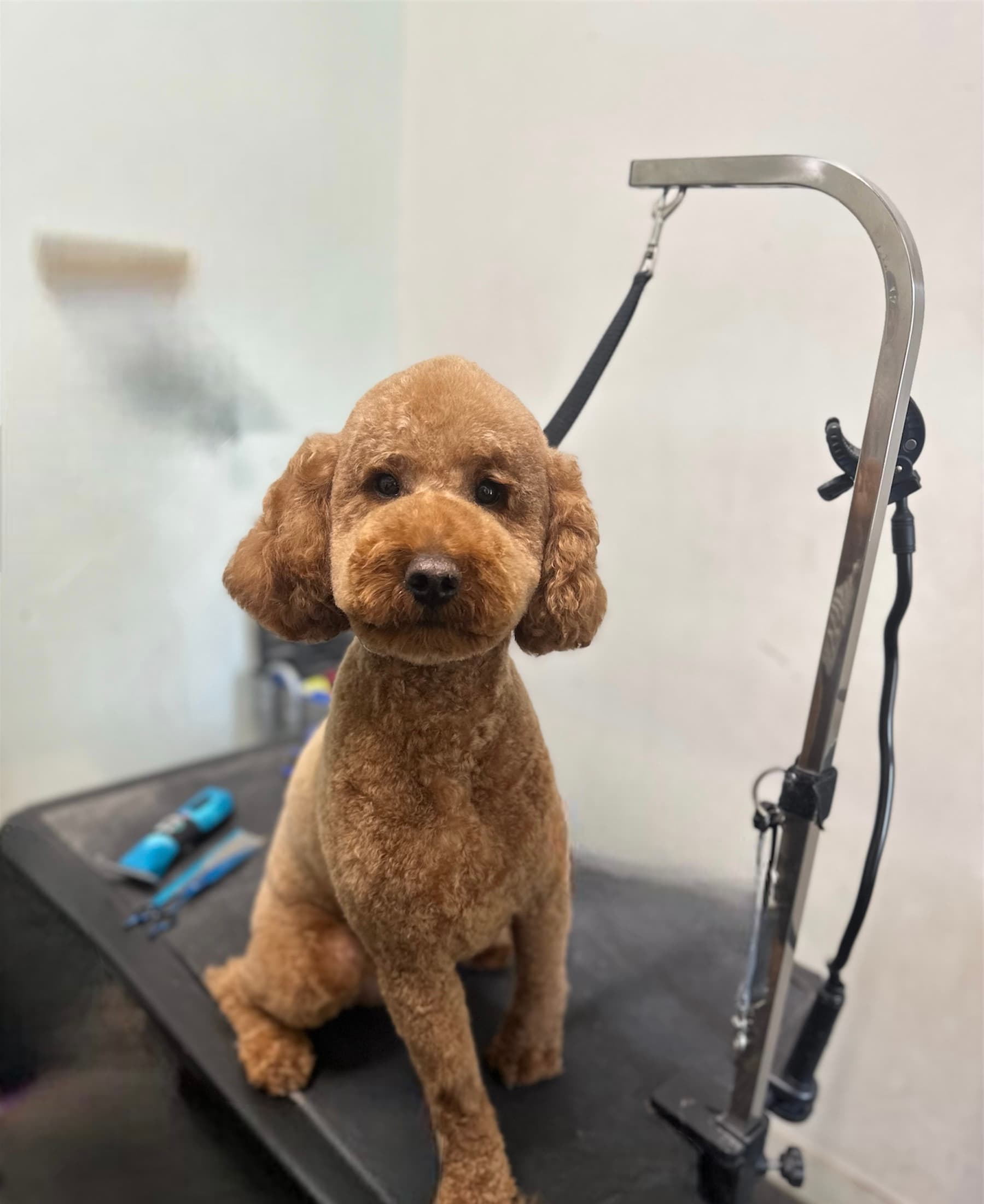 Le’ pulga pet grooming - Pet groomer in Brooklyn, NY