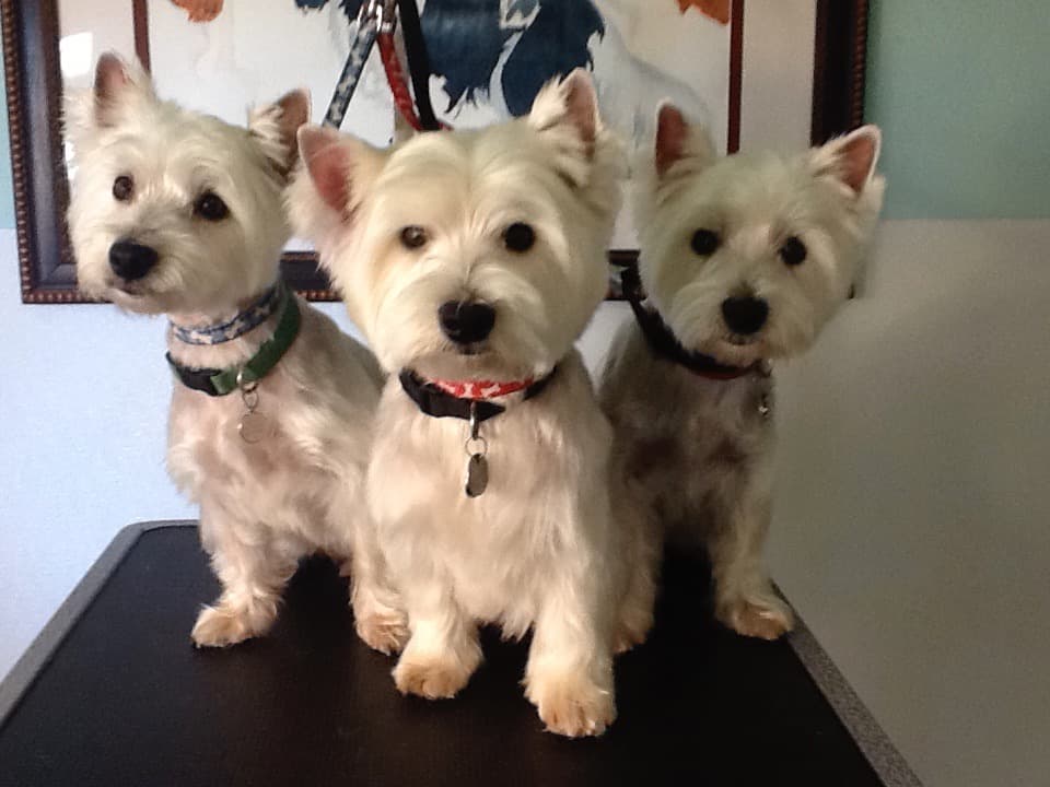 The Hairy Dog - Pet groomer in Phoenix, AZ