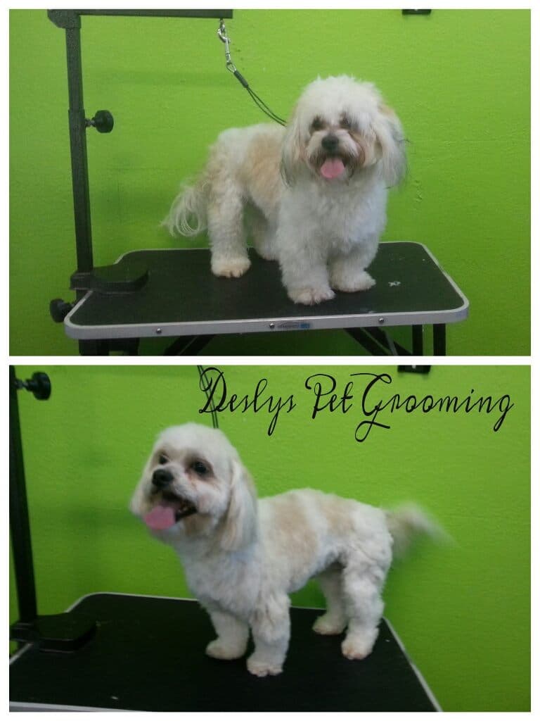 DESLY'S PET GROOMING - Pet groomer in Los Angeles, CA