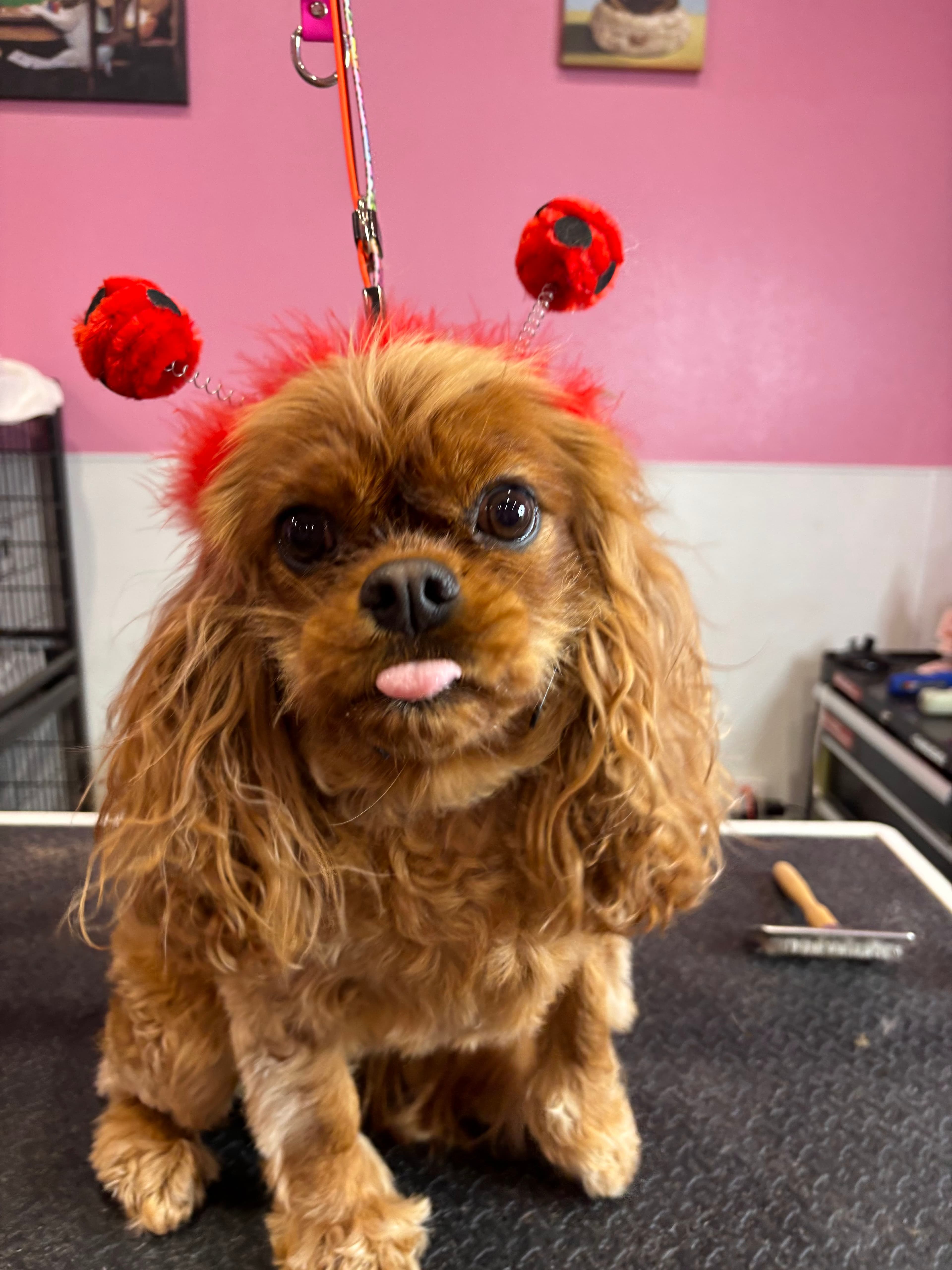 Woof Gang Bakery & Grooming Tanglewood - Pet groomer in Houston, TX