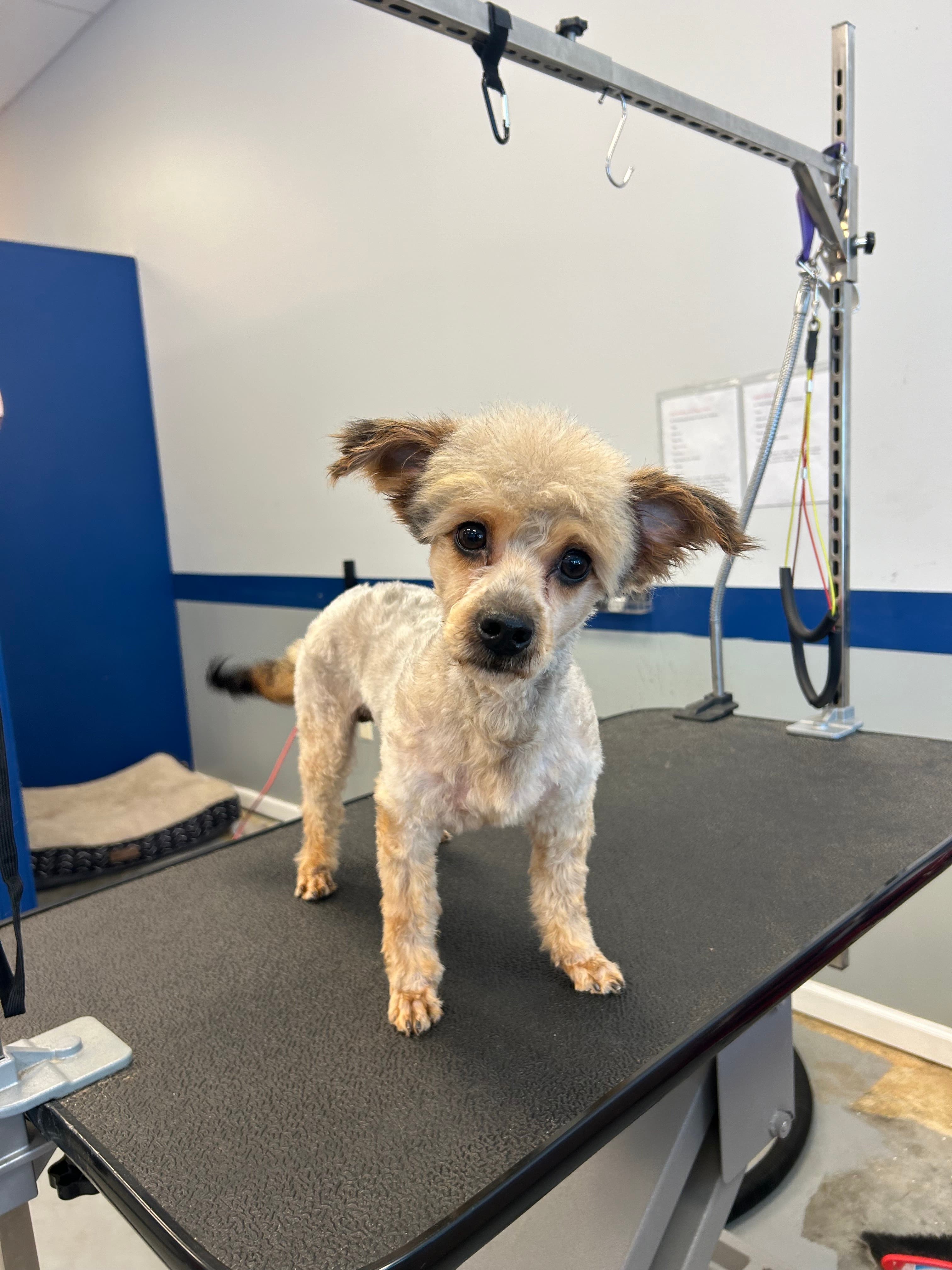 Pet Spa by Susan - Pet groomer in Murfreesboro, TN