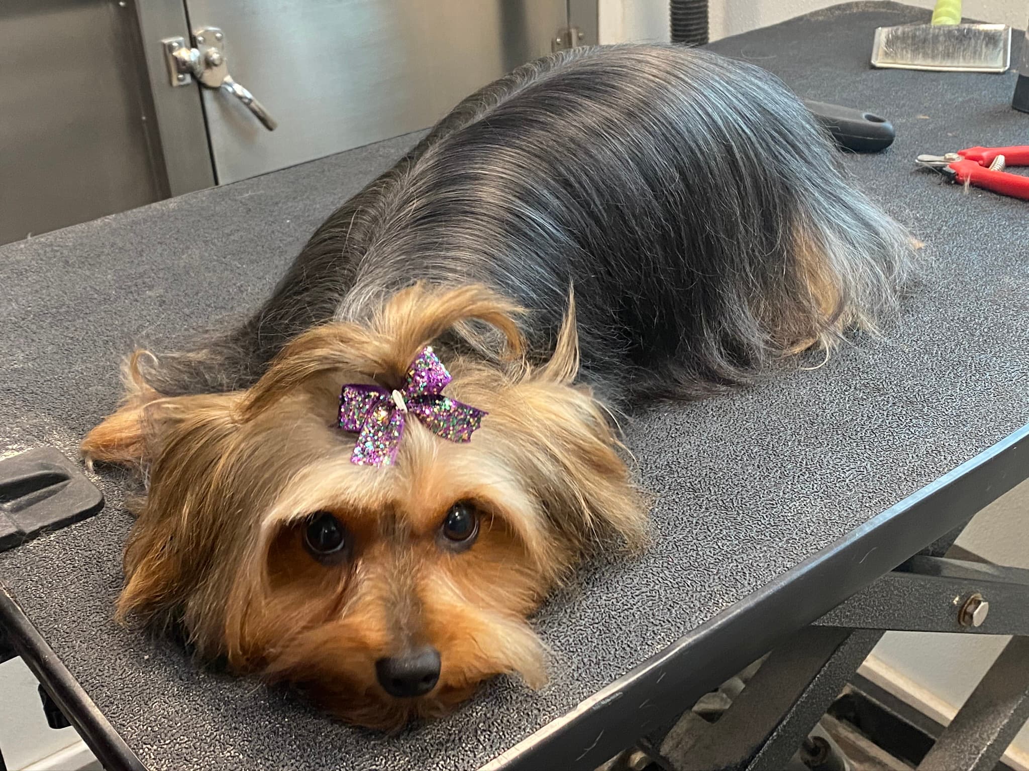 Ashley's Country Pup Dog Grooming - Pet groomer in San Antonio, TX