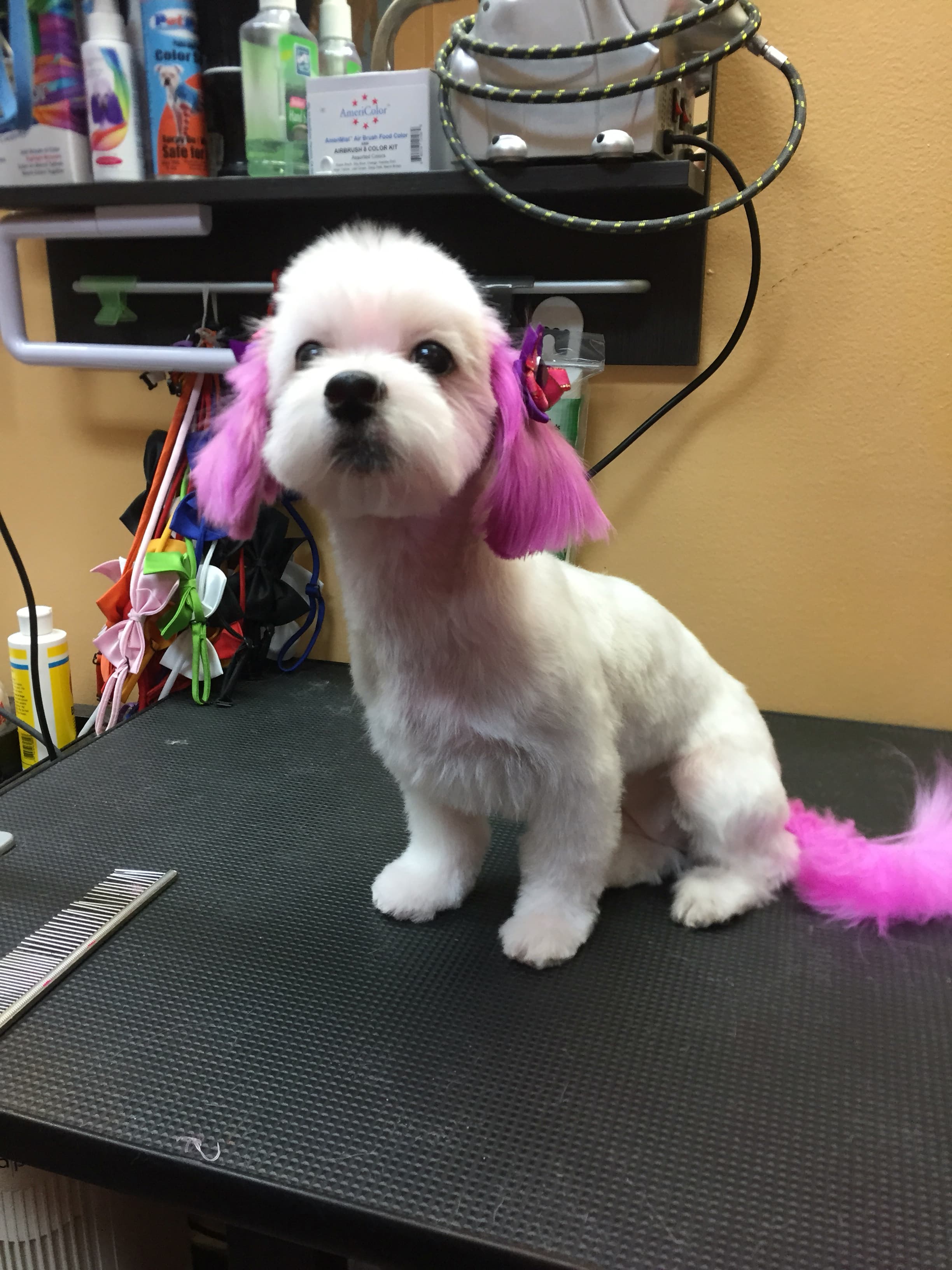Coney Island Pet Grooming - Pet groomer in Brooklyn, NY
