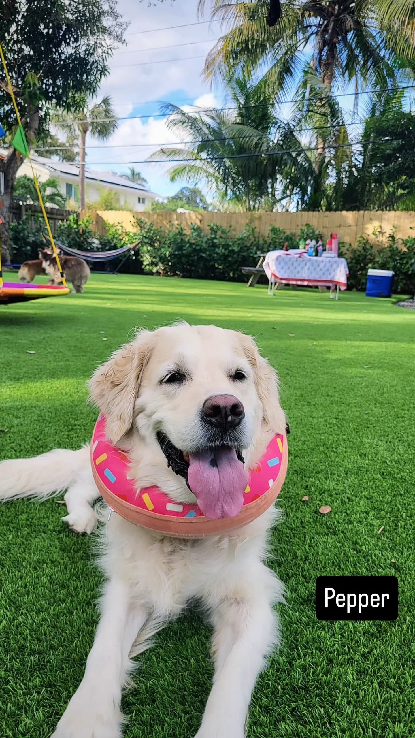 Gaston Mobile Grooming Dog Boarding and Day Care - Pet groomer in Fort Lauderdale, FL