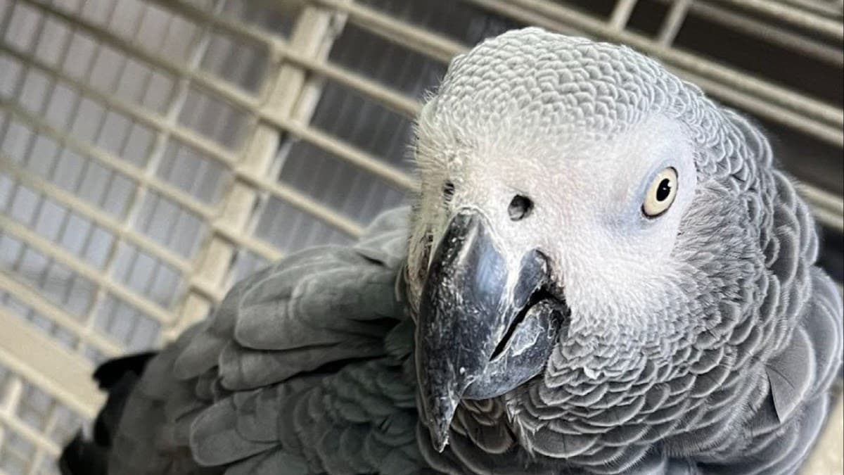 Cheech Exotic Pets - Pet groomer in Gainesville, FL