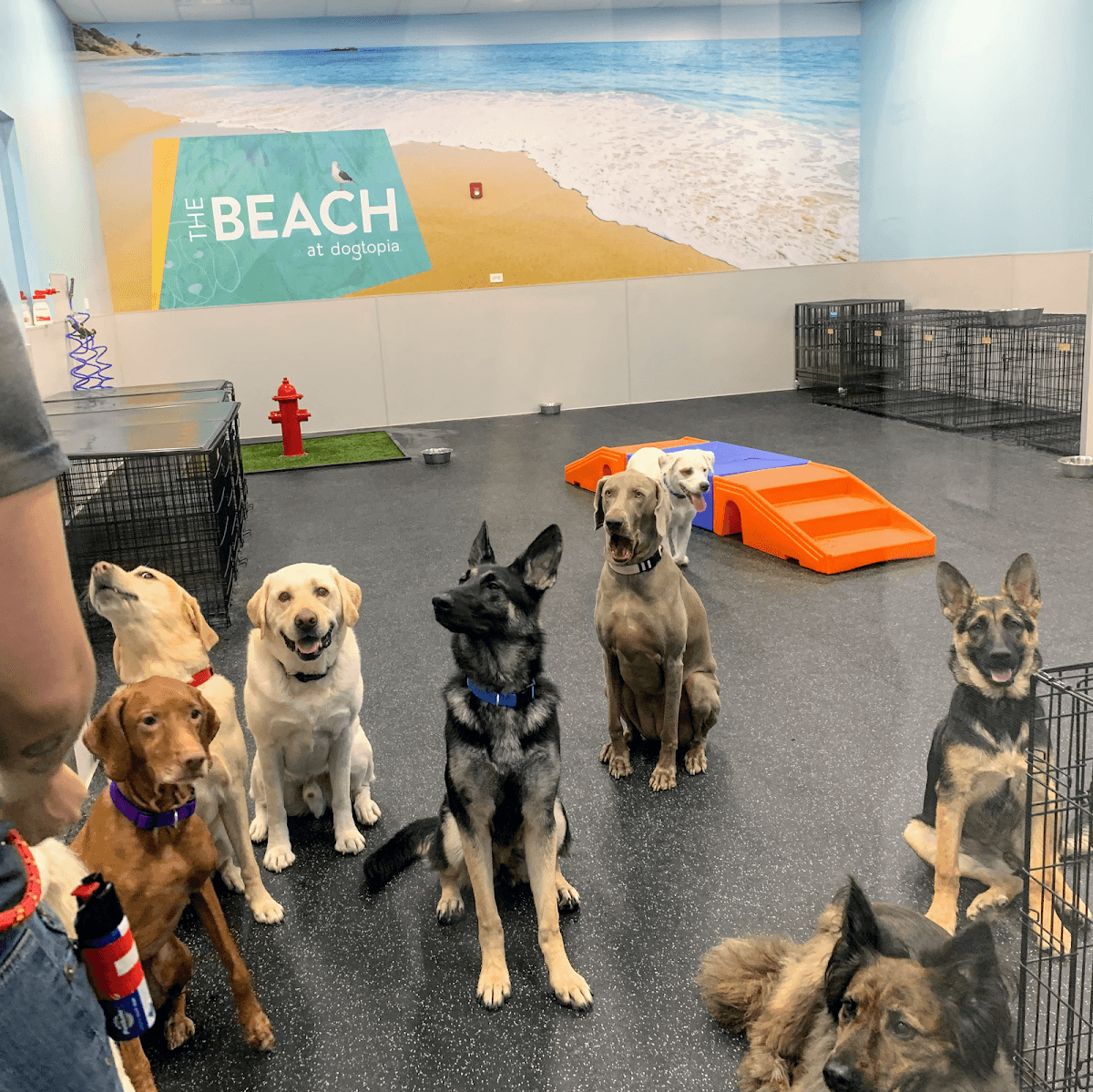 Dogtopia of Orlando- Winter Park - Pet groomer in Winter Park, FL
