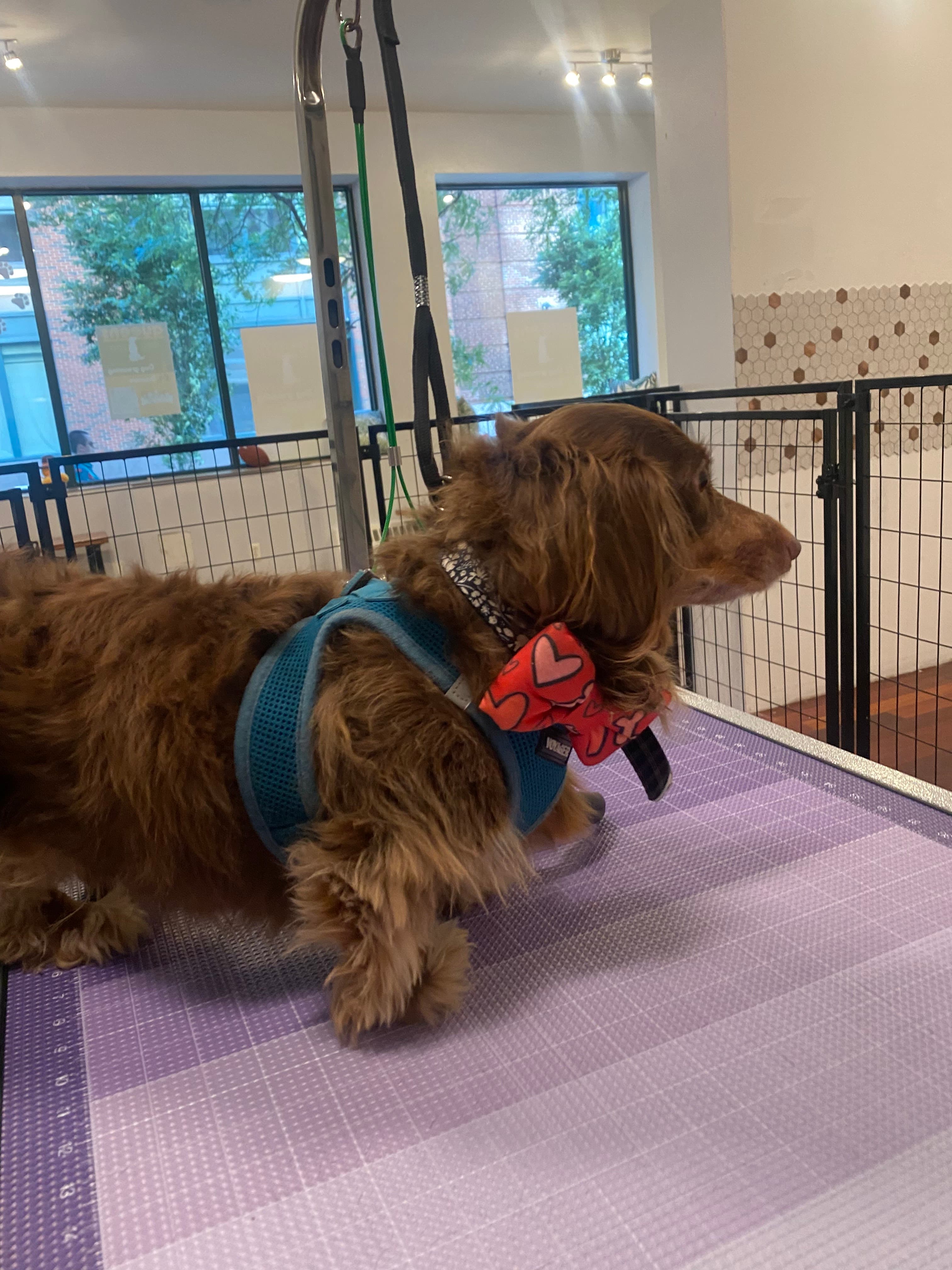 Queens Dog Spa - Pet groomer in Long Island City, NY