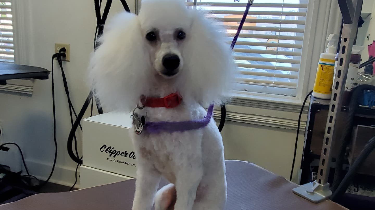 Paws N Claws Pet Grooming - Pet groomer in Carnegie, PA