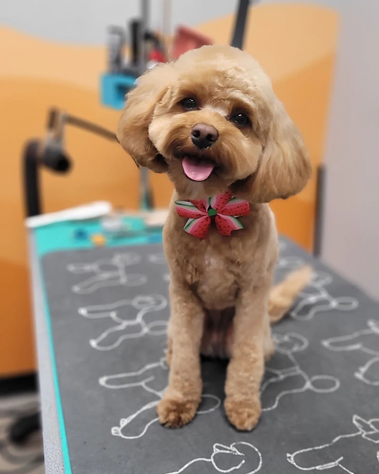 Oasis Pet Grooming - Pet groomer in Phoenix, AZ