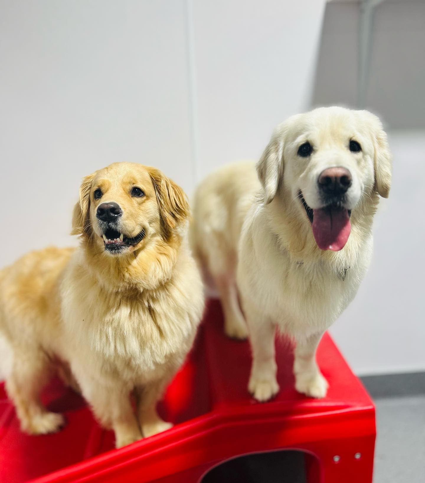 Puppy Haven - Buckhead - Pet groomer in Atlanta, GA