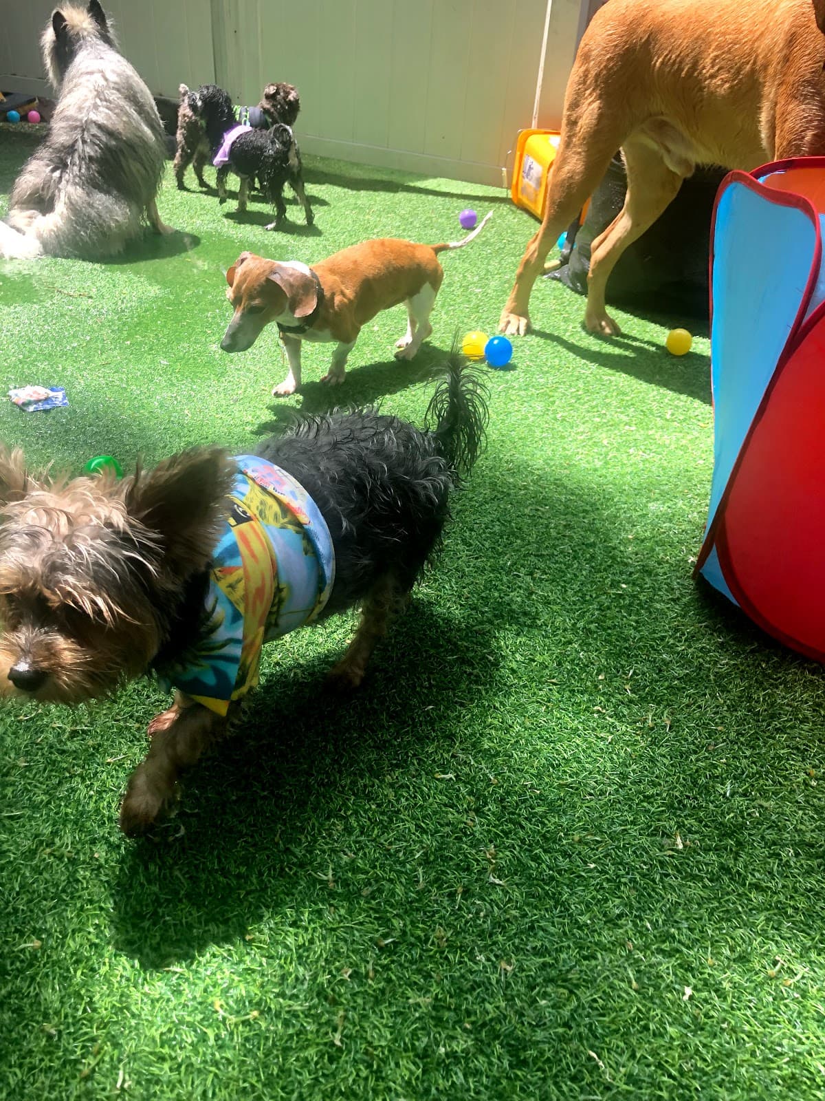 Harlem Doggie Day Spa - Pet groomer in New York, NY