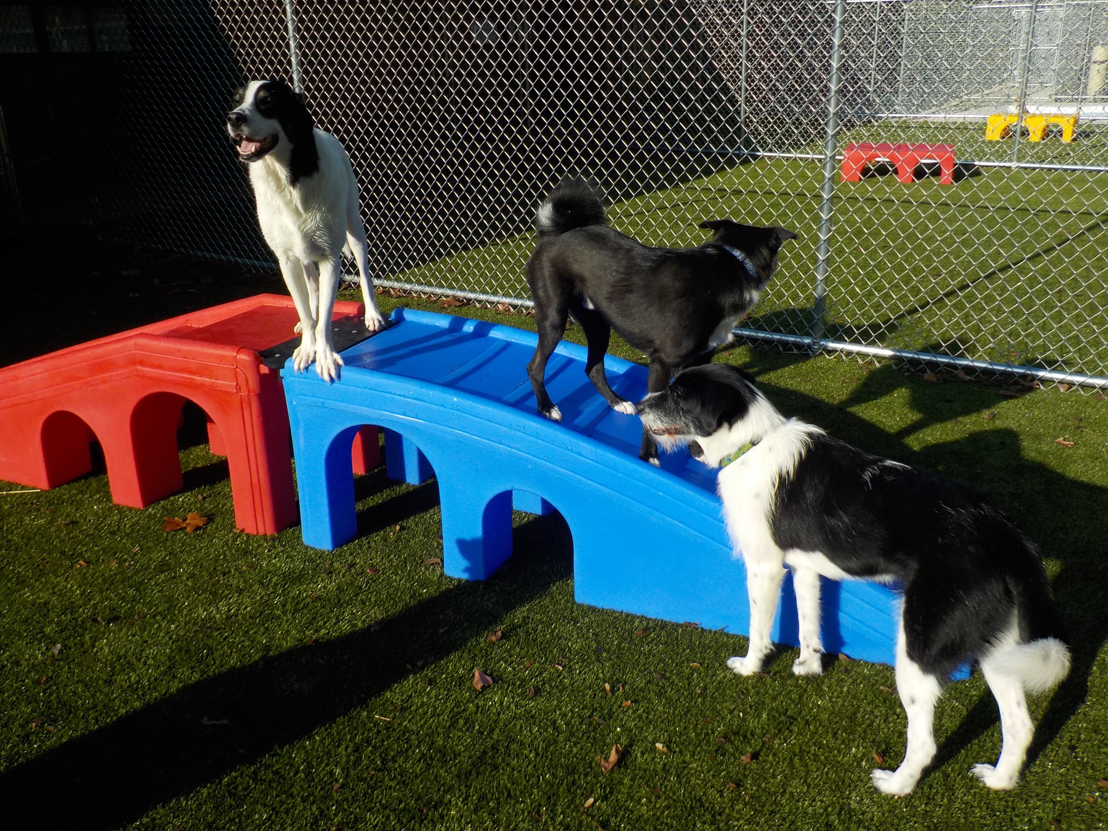 Suite Paws Pet Resort & Spa - Pet groomer in Milford, OH