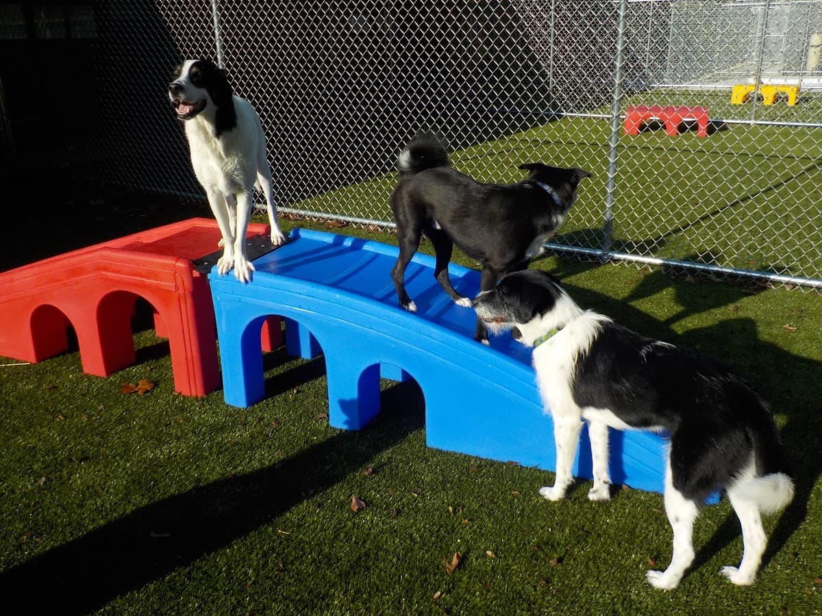 Suite Paws Pet Resort & Spa - Pet groomer in Milford, OH