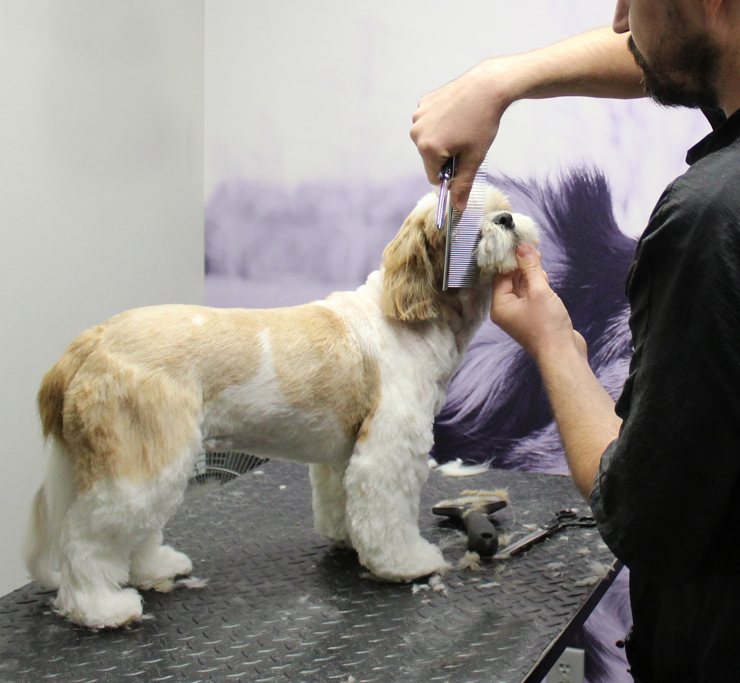 Ruffit | Preston Forest - Pet groomer in Dallas, TX