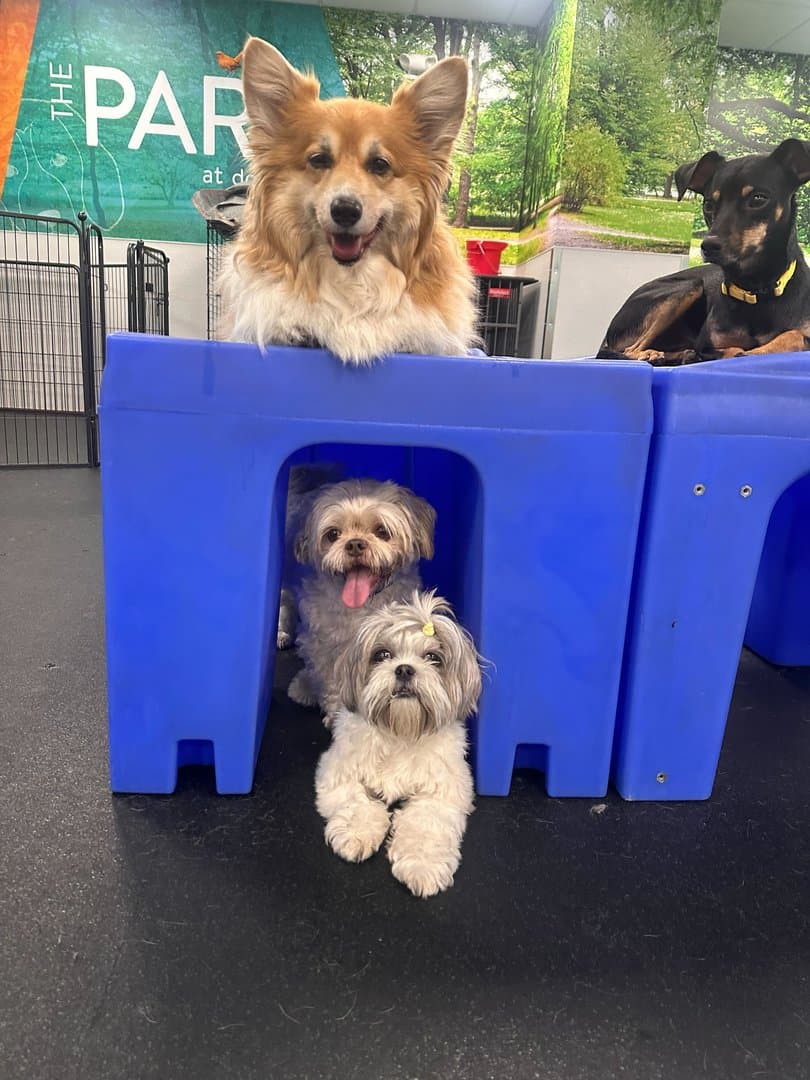 Dogtopia of Seattle - Roosevelt Square - Pet groomer in Seattle, WA