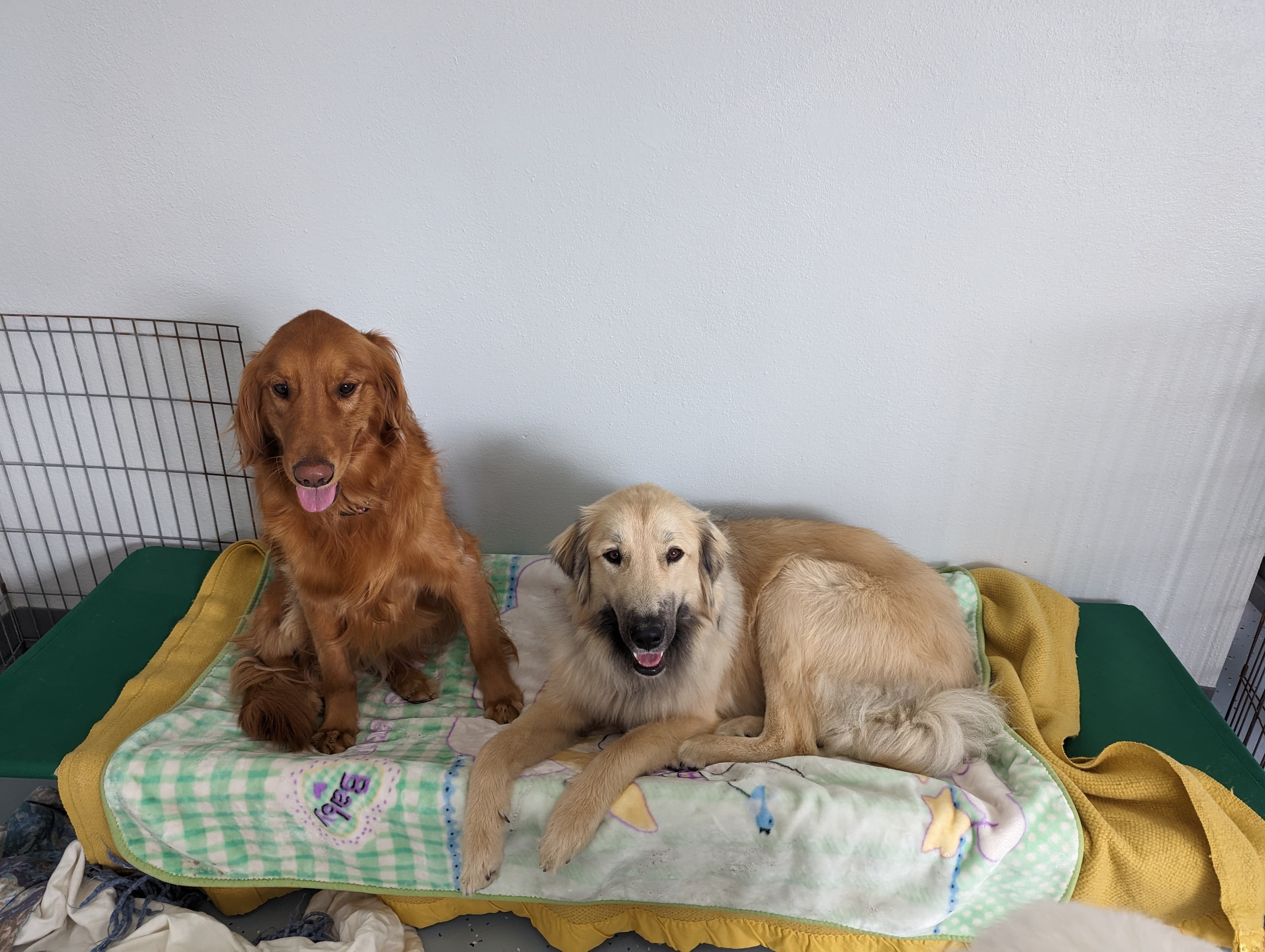 Ellie's Snip N' Clip - Pet groomer in San Jose, CA