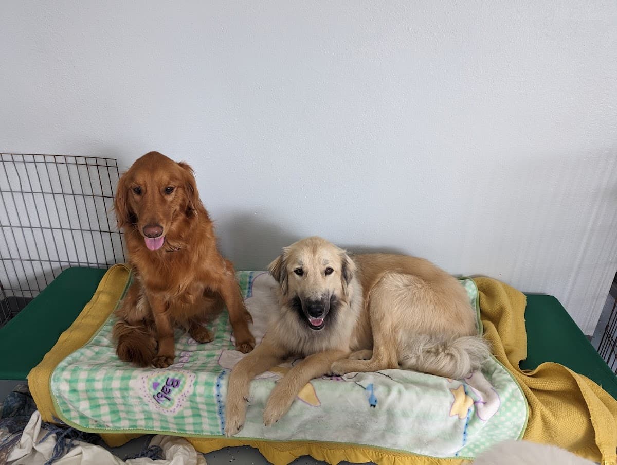 Ellie's Snip N' Clip - Pet groomer in San Jose, CA