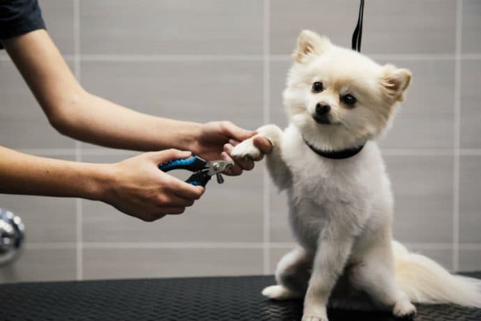 Fort Lauderdale Mobile Pet Grooming - Pet groomer in Fort Lauderdale, FL