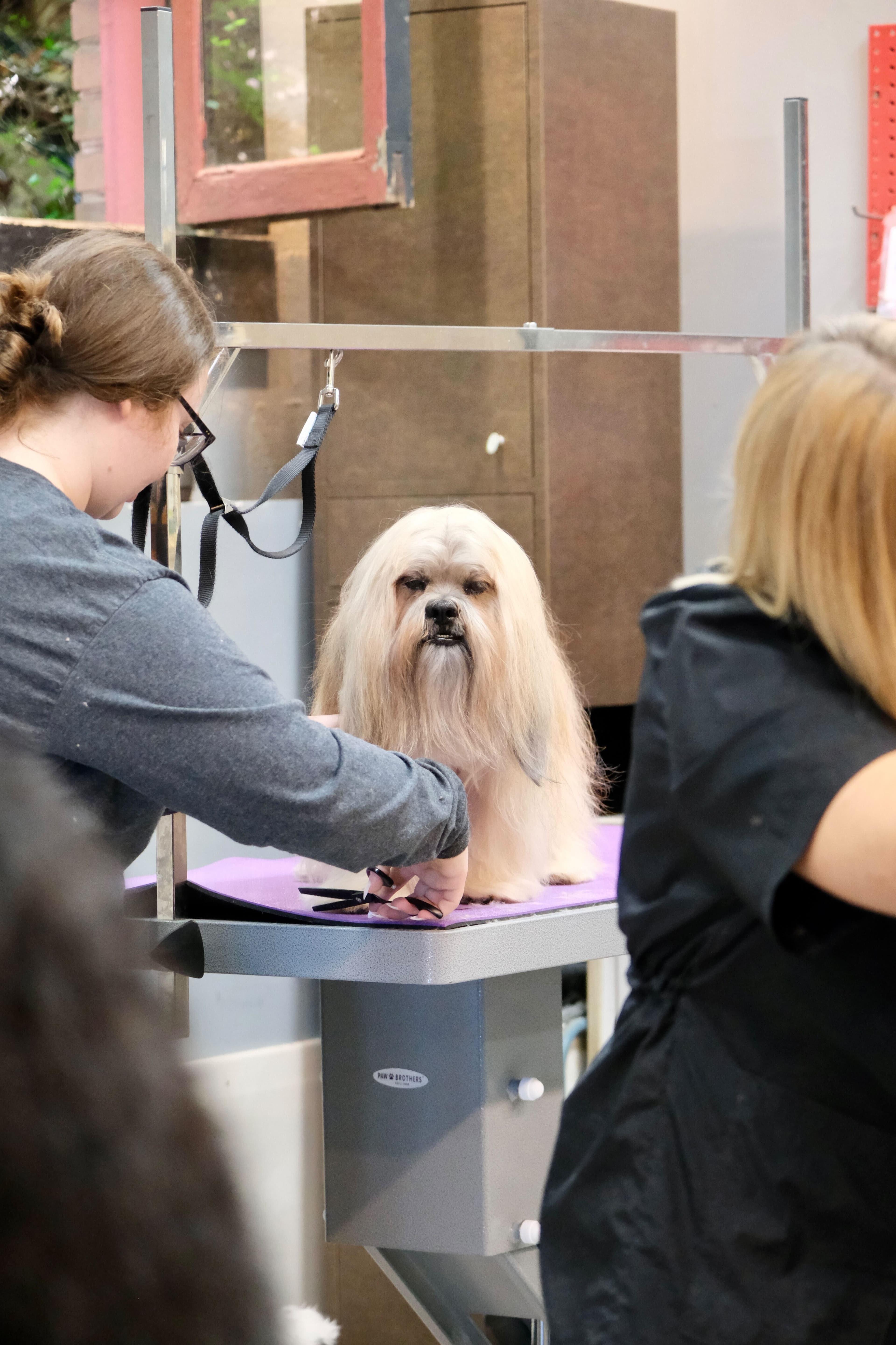 Amanda's Pet Grooming - Pet groomer in St. Louis, MO