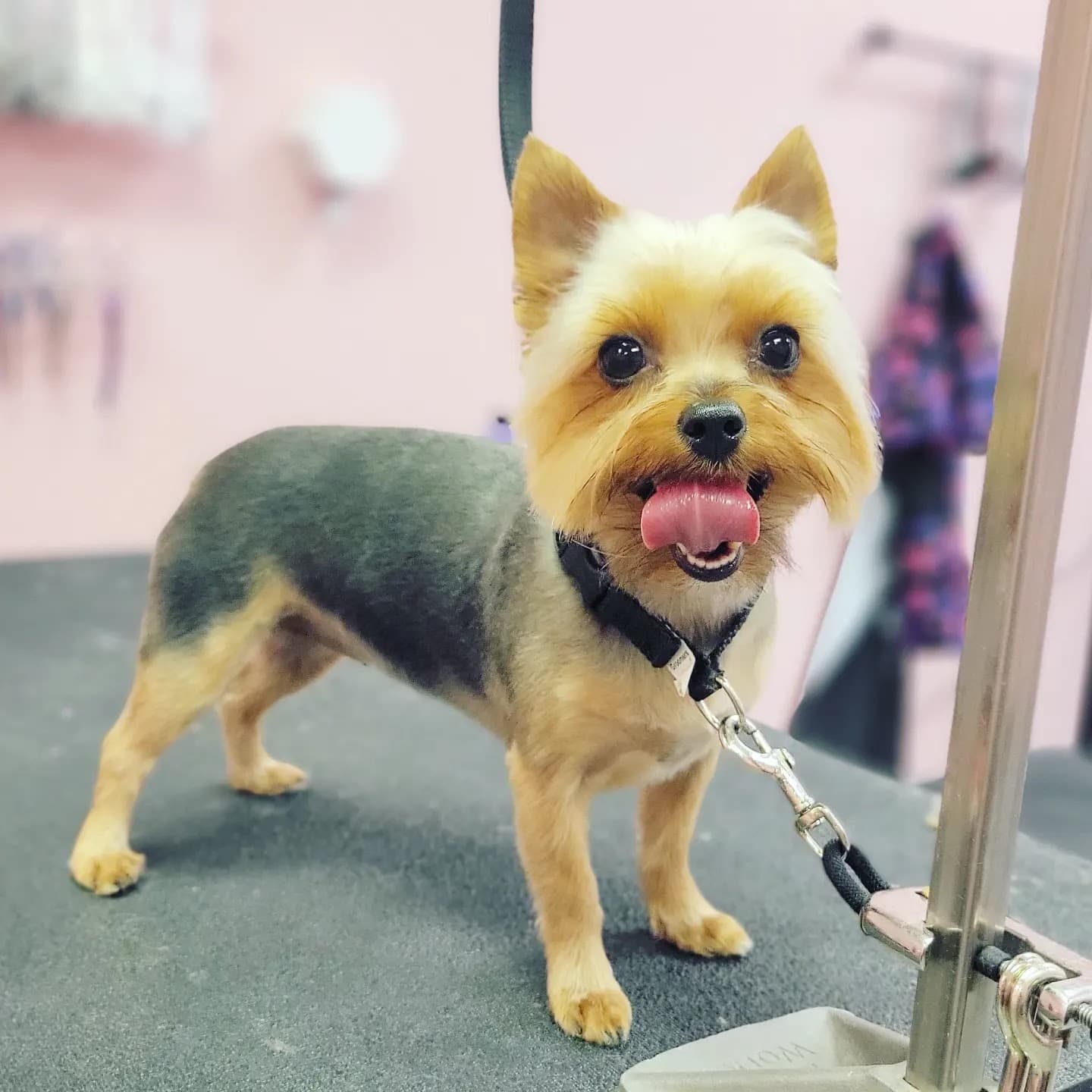 Lunaâs Paw Spa - Pet groomer in Phoenix, AZ