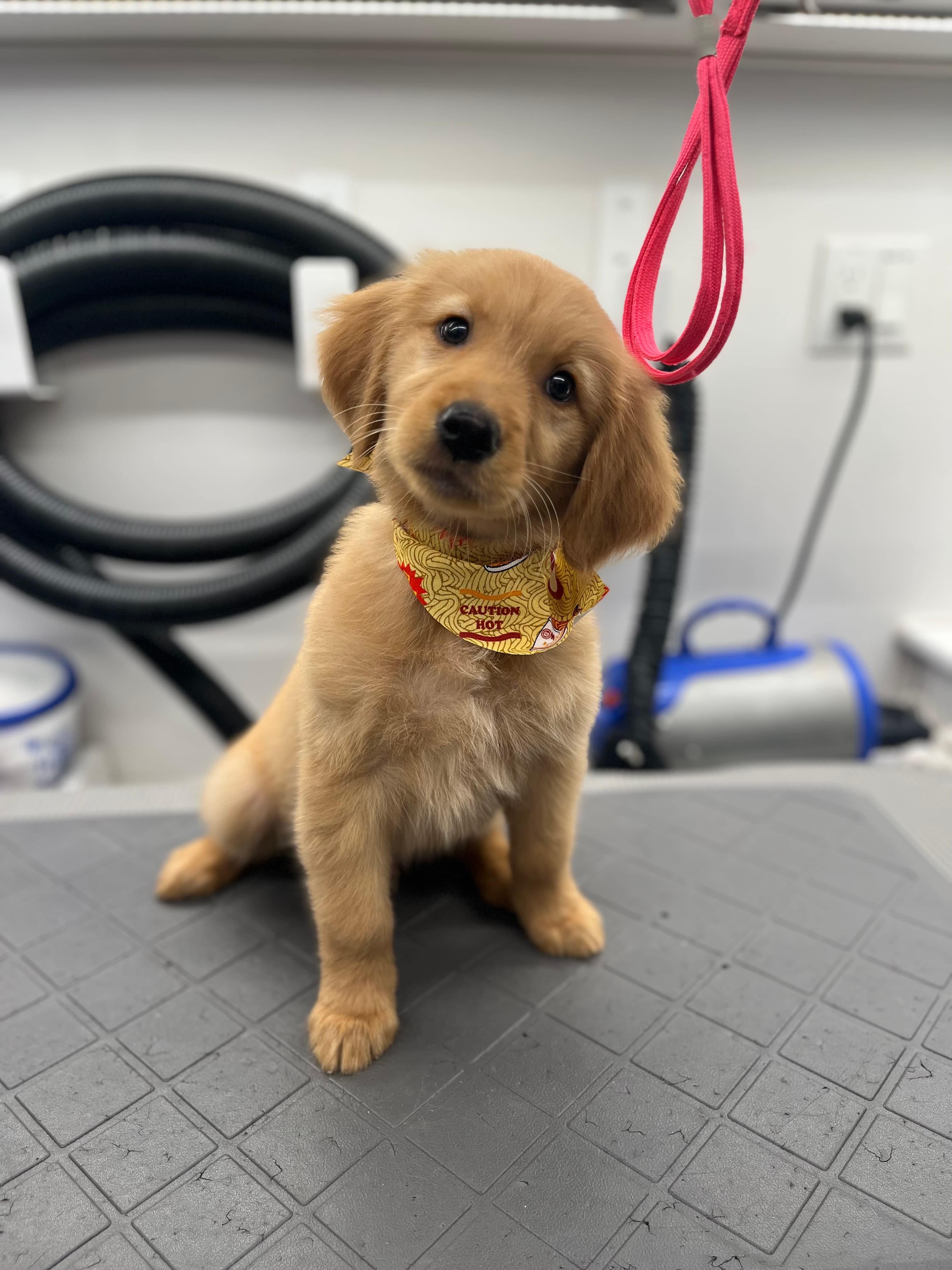 BEAST TO BEAUTY DOG GROOMING LLC - Pet groomer in Live Oak, TX
