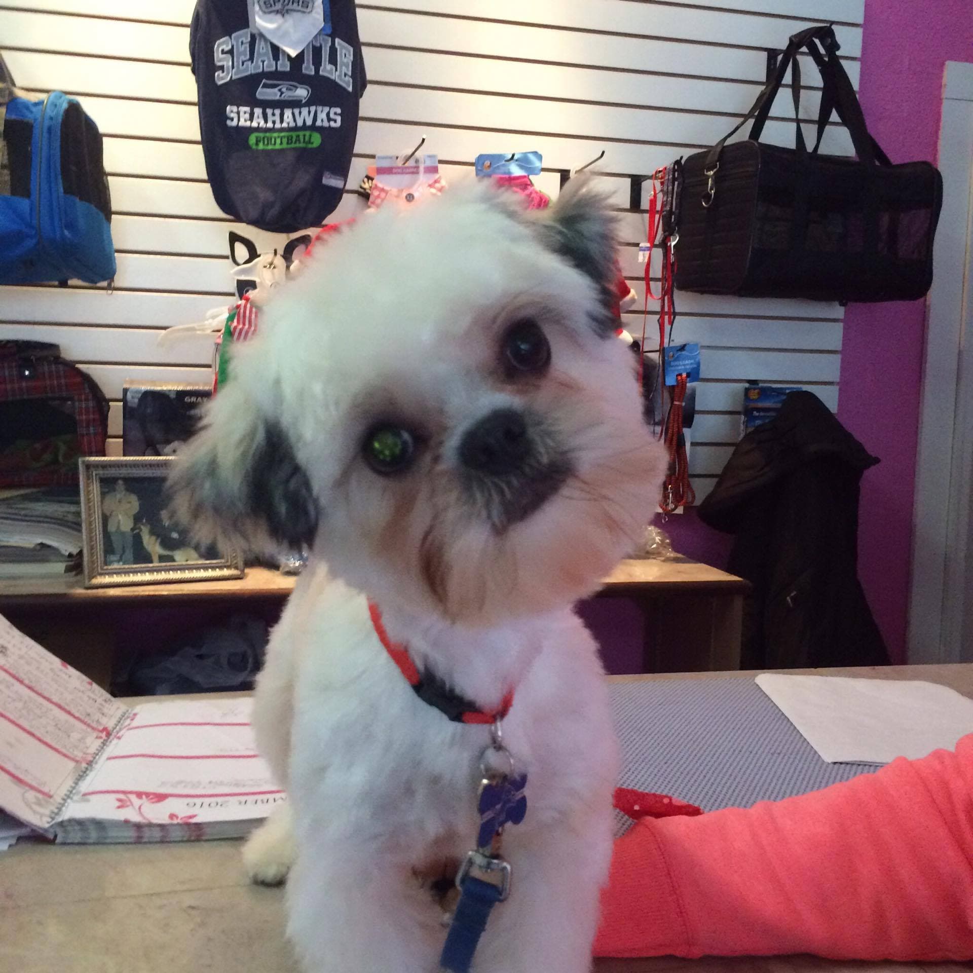 Boopers Dog & Suds - Pet groomer in Detroit, MI