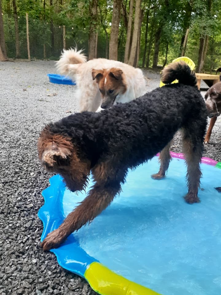 Molly's Pampered Paws at Arrington - Pet groomer in Arrington, TN