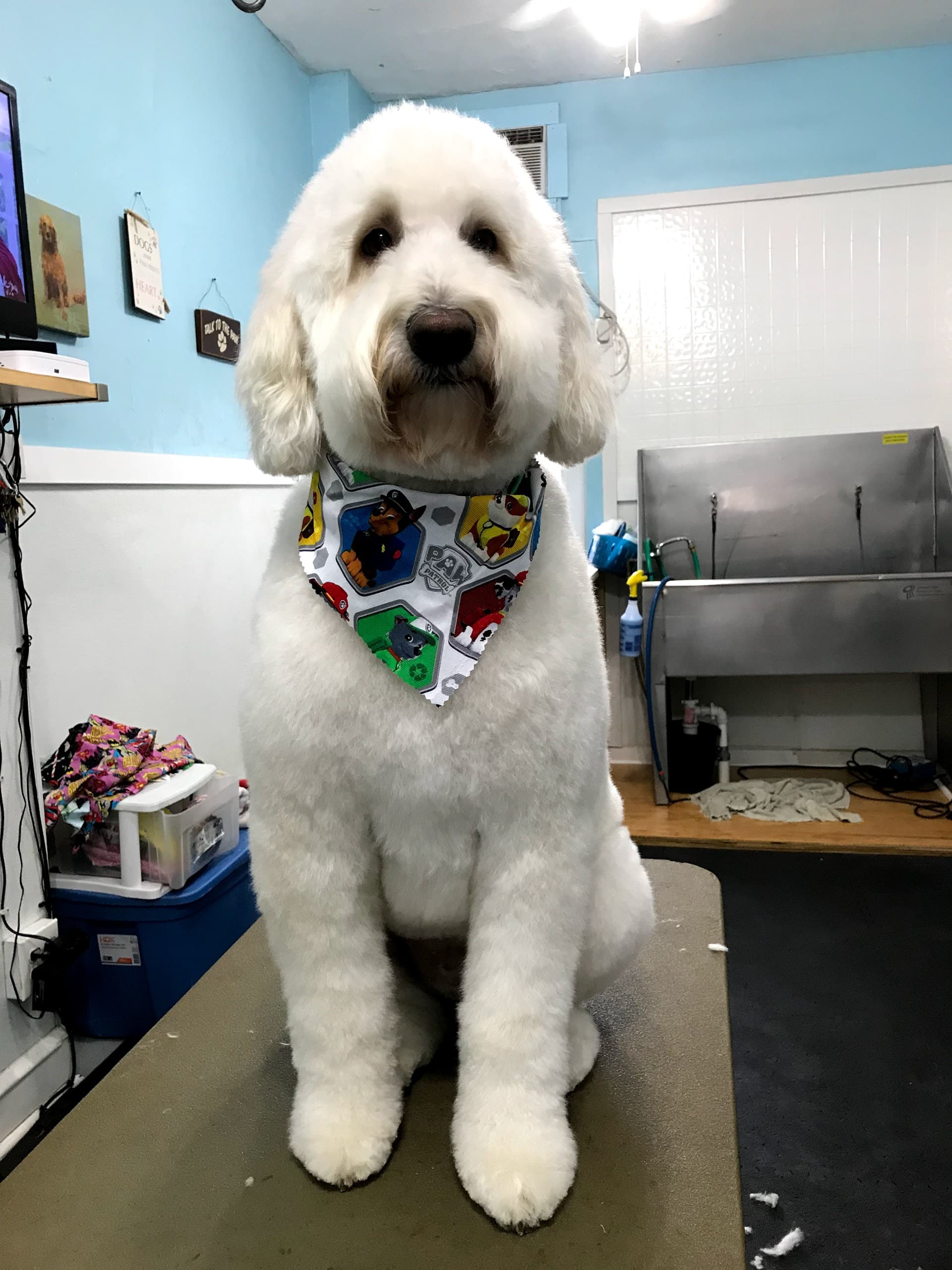 The Groove Hound - Pet groomer in Philadelphia, PA