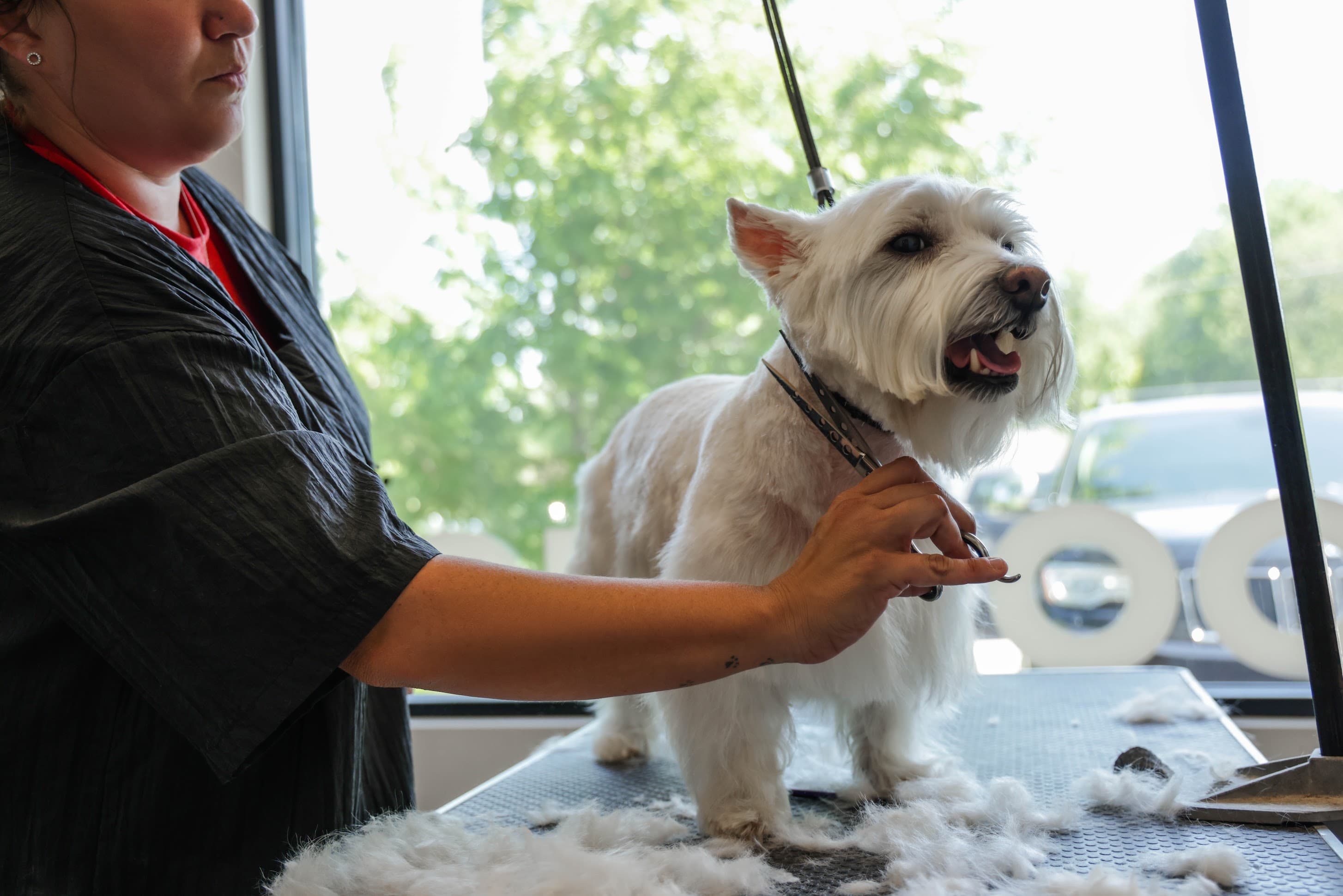 The Ark Pet Spa & Hotel - Orlando - Pet groomer in Orlando, FL