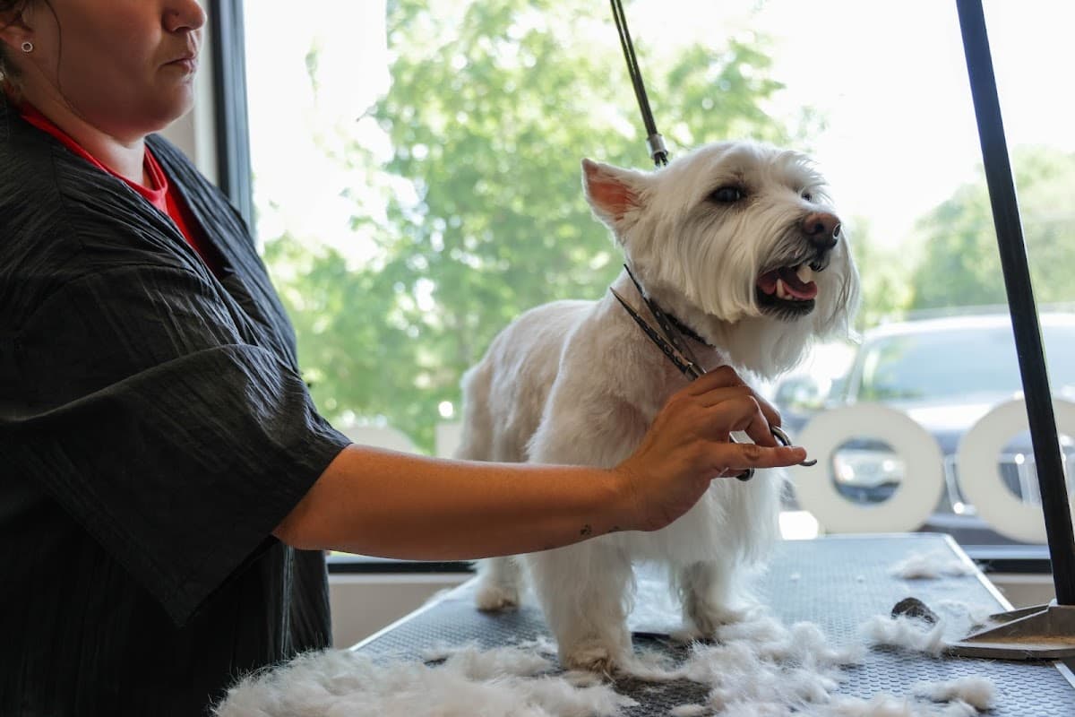 The Ark Pet Spa & Hotel - Orlando - Pet groomer in Orlando, FL