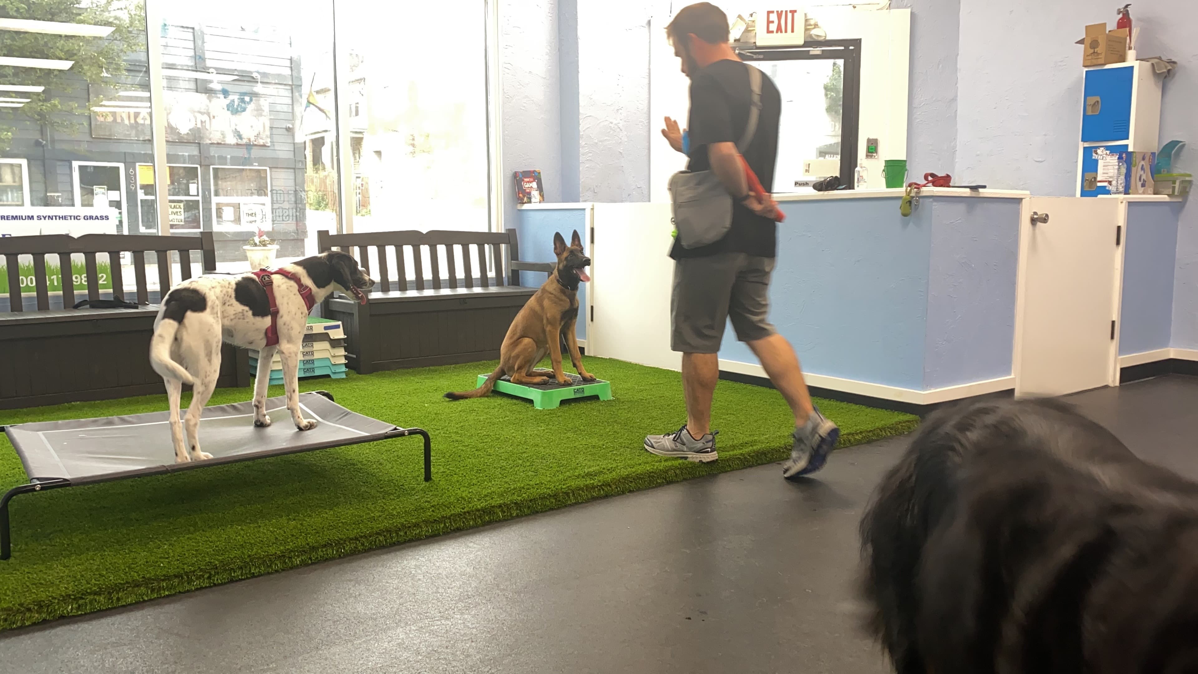 All Together Better - Pet groomer in Pittsburgh, PA