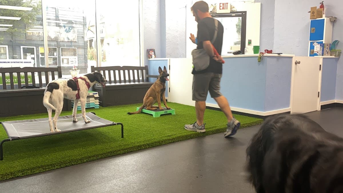 All Together Better - Pet groomer in Pittsburgh, PA
