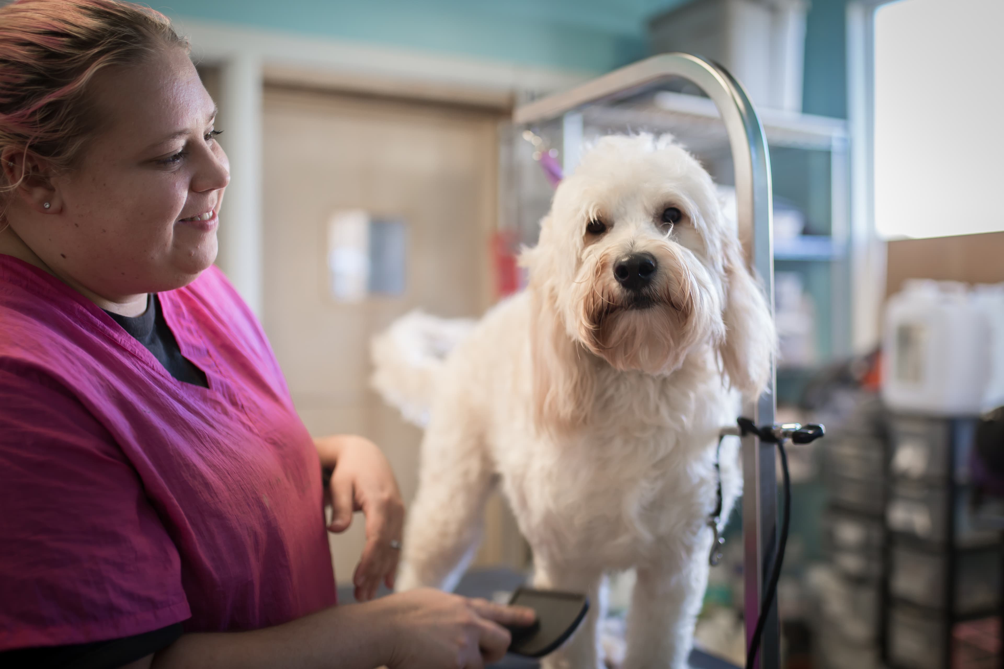 Pooches Paradise Daycare and Resort - Pet groomer in Kansas City, MO