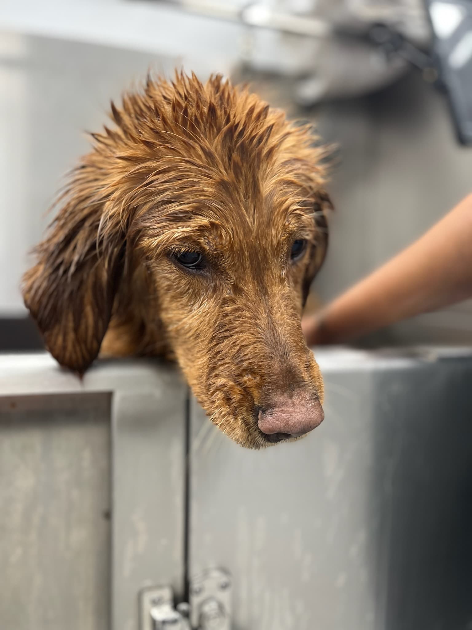 What the Pup Pet Care - Pet groomer in Fort Lauderdale, FL
