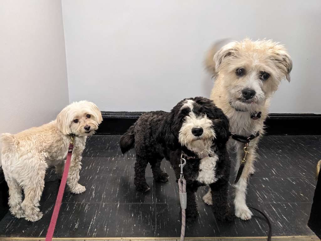 The Perfect Pooch NYC - Pet groomer in New York, NY