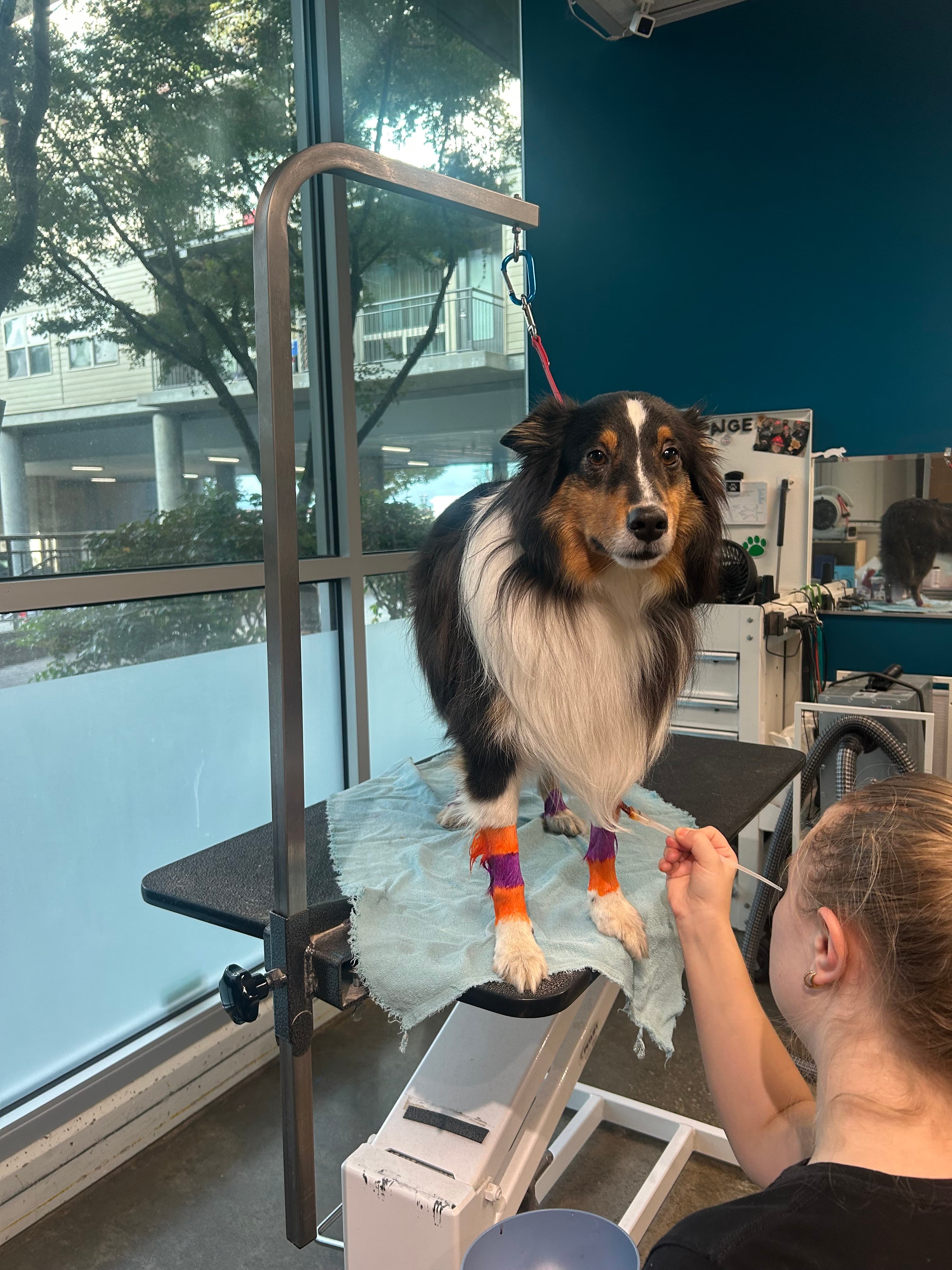 Civilized Wolf Grooming & Pet Supplies - Pet groomer in Vancouver, WA