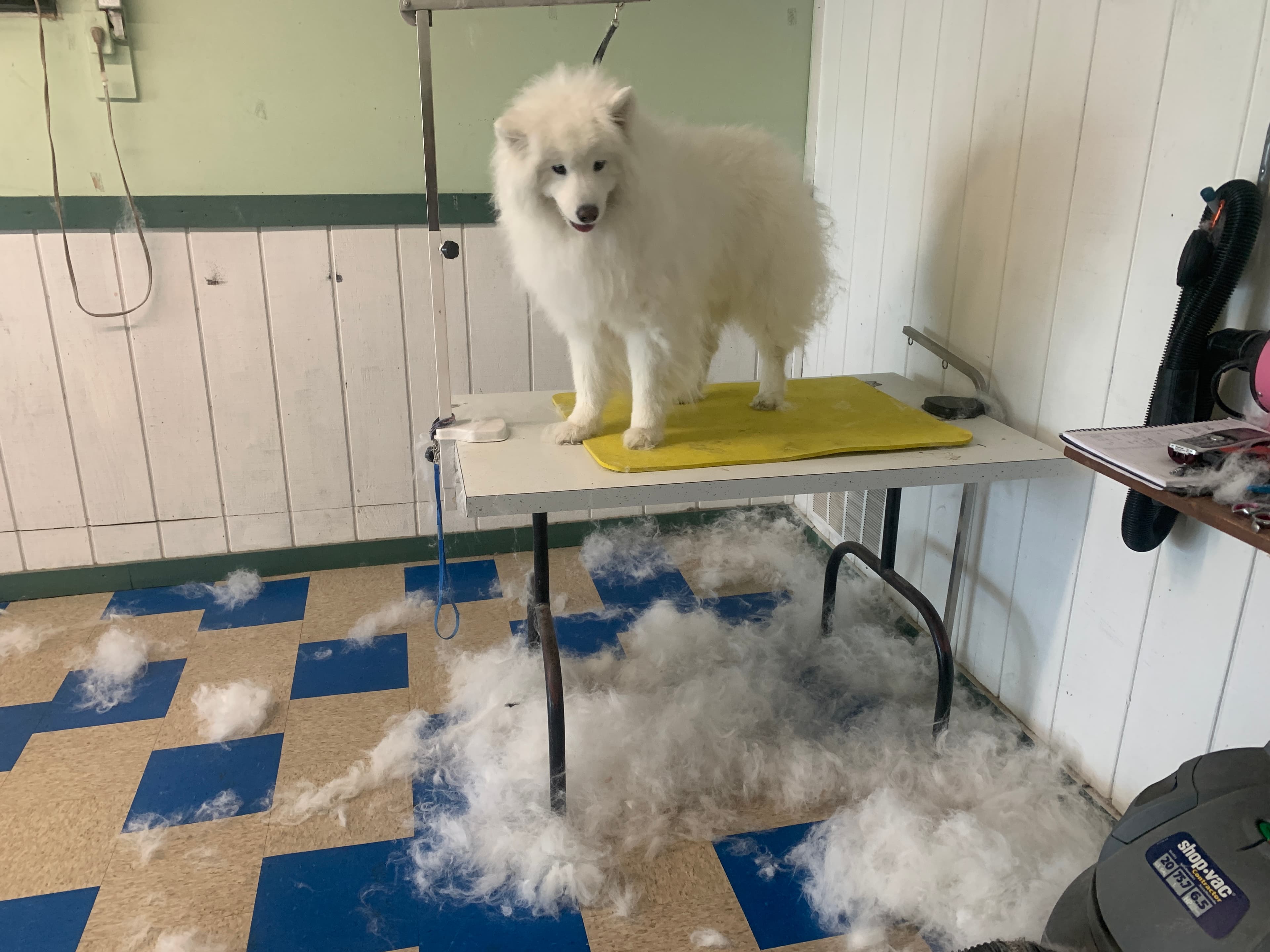Pups N' Roses, LLC - Pet groomer in Aurora, IN