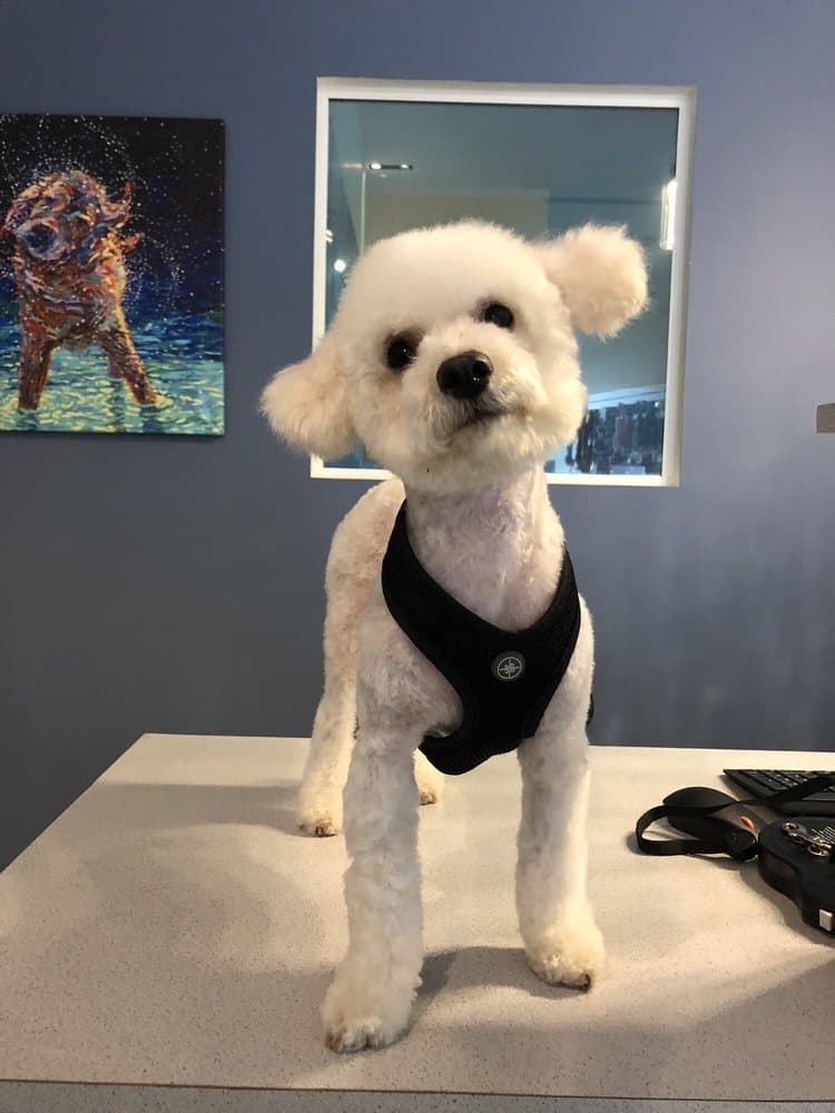 Dog-E-Den Hollywood Dog Daycare Boarding Grooming and Training - Pet groomer in Los Angeles, CA
