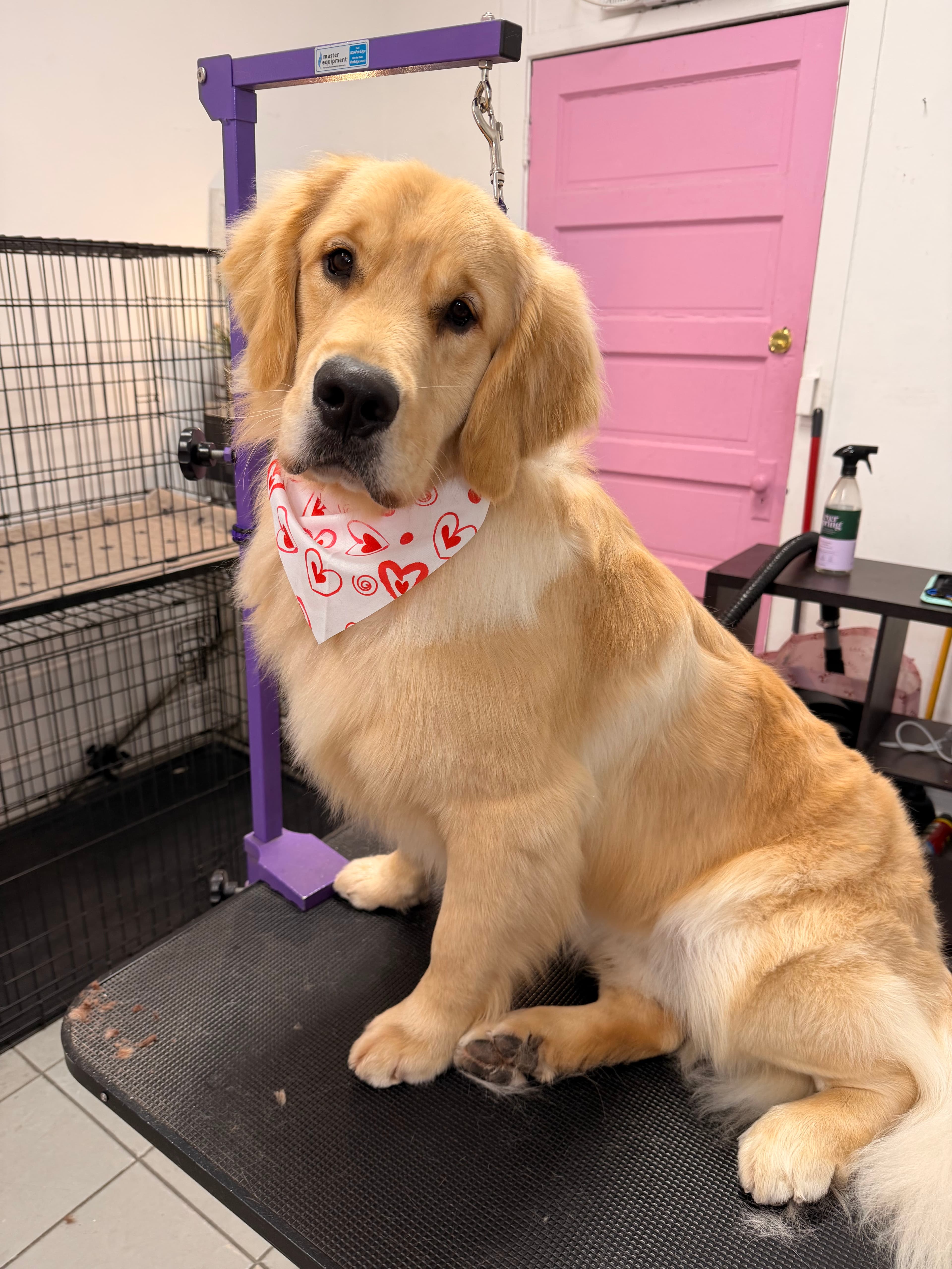 Barker N Bubbles Grooming Spa - Pet groomer in Chicago, IL