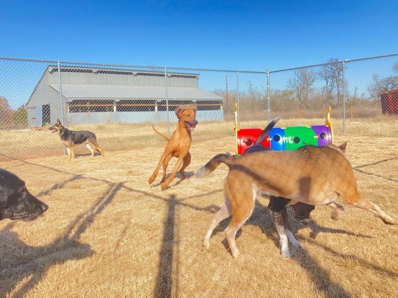 East Side Pet Ranch - Pet groomer in Austin, TX