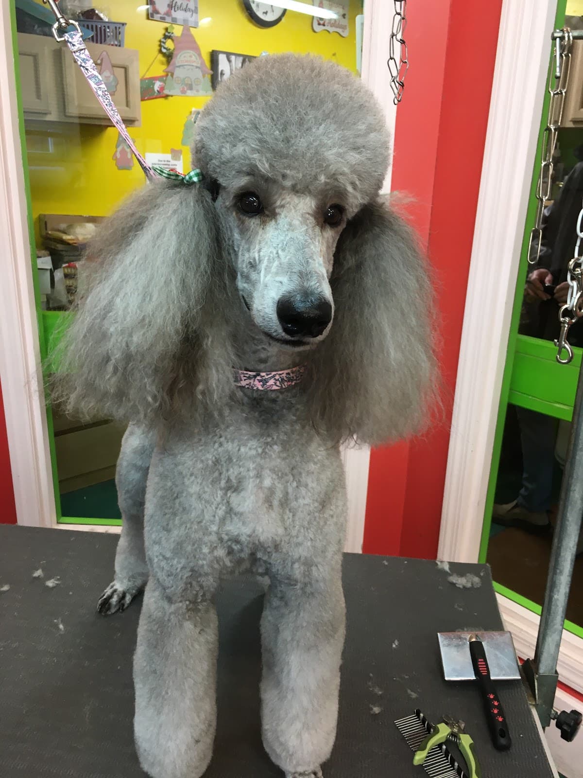 Precious Pets Grooming Salon - Pet groomer in Sewickley, PA