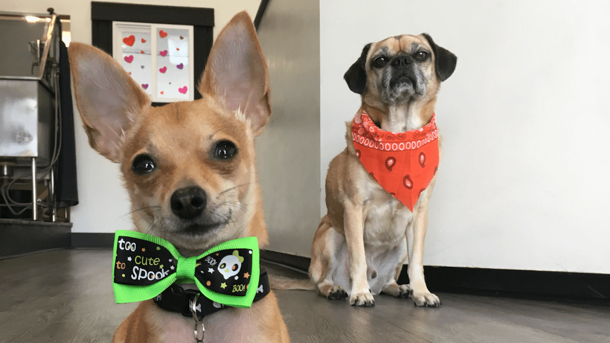 Washing Spot - Pet groomer in Los Angeles, CA