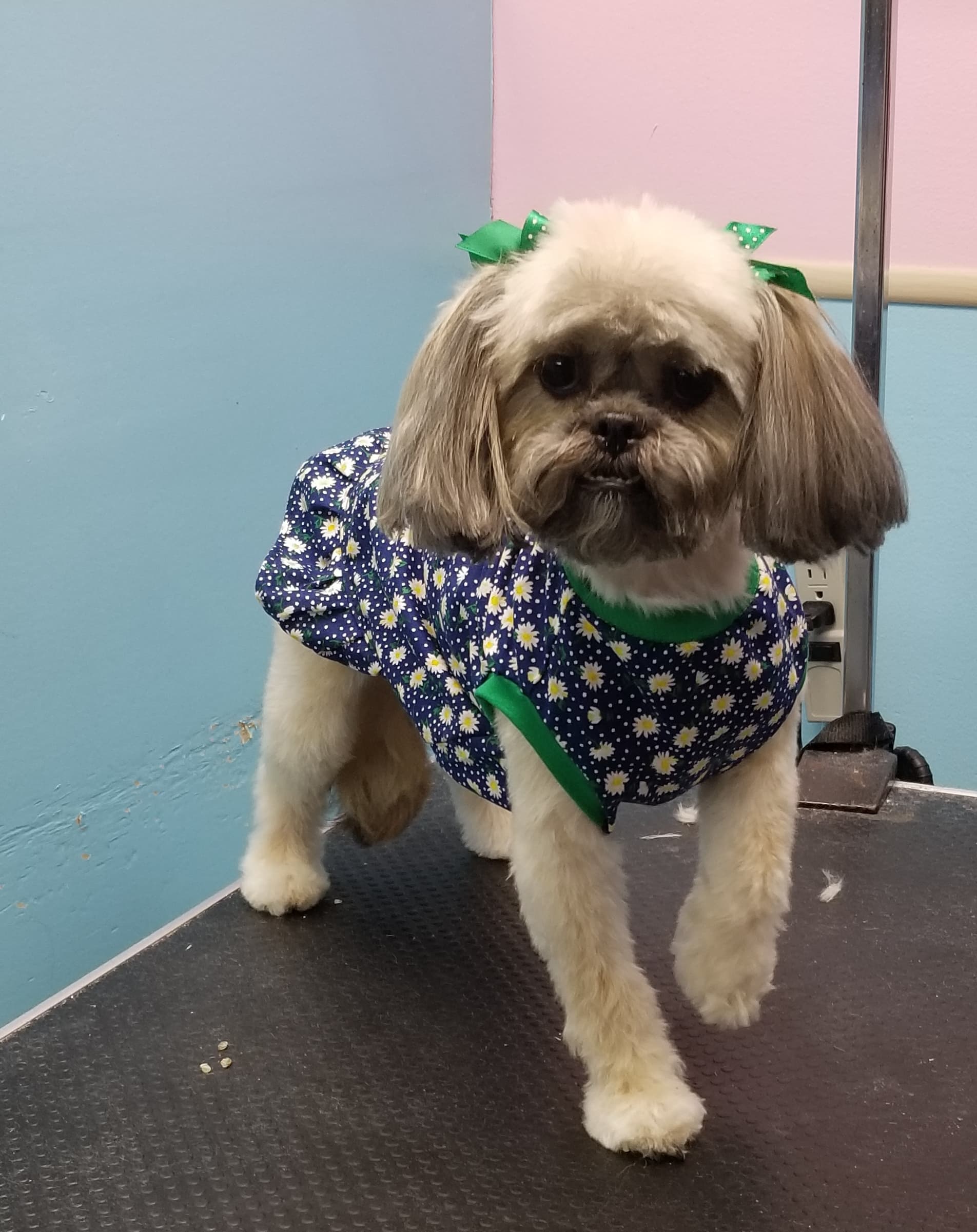 One Lucky Puppy Grooming Salon - Pet groomer in Chicago, IL