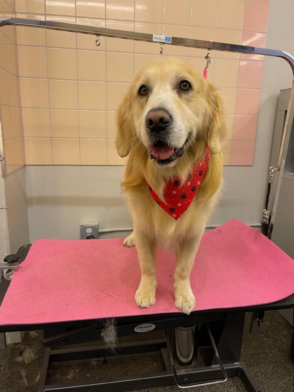 LC'S Detroit Pet Salon - Pet groomer in Detroit, MI