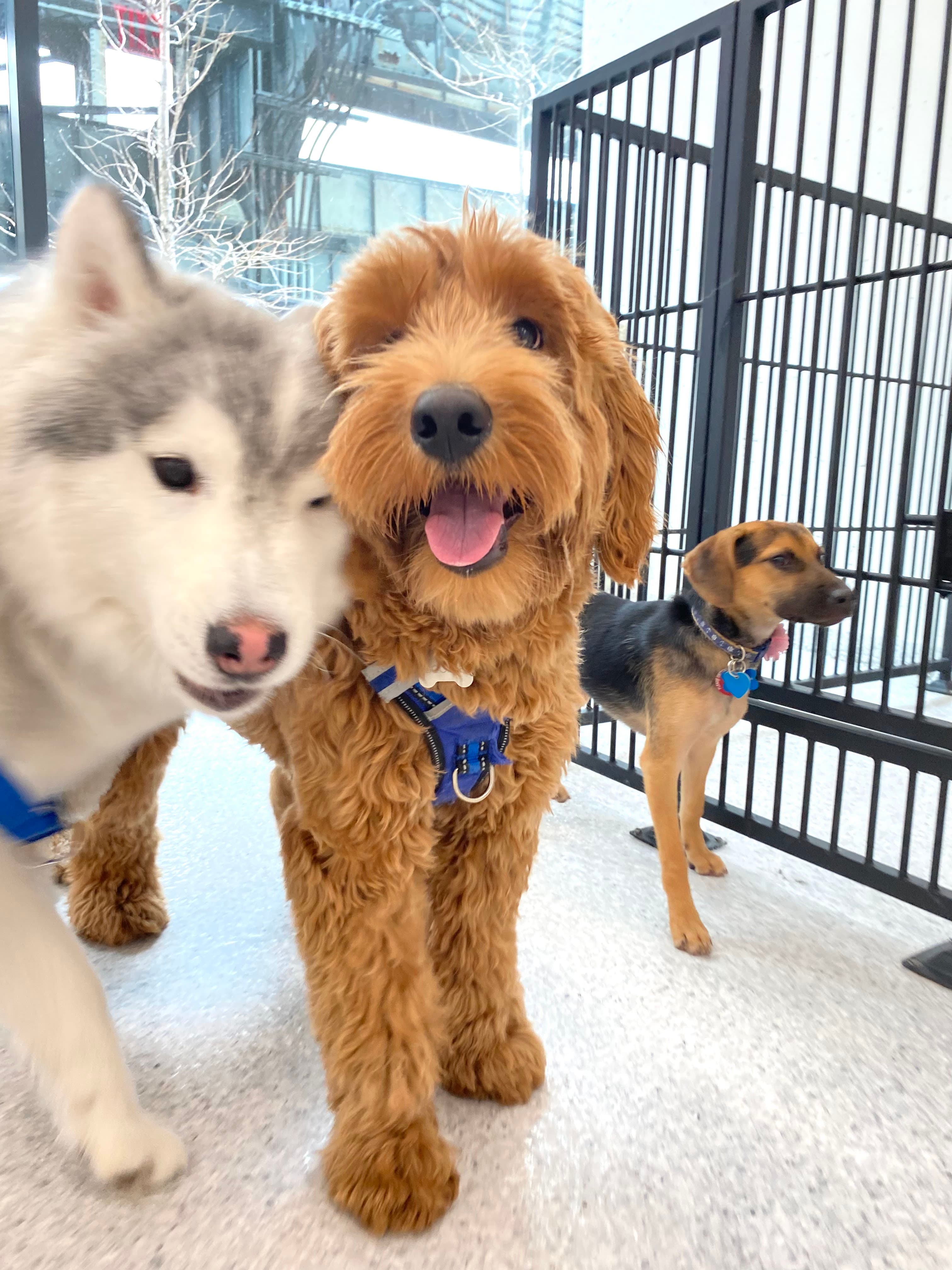 Dozo Dog LIC - Pet groomer in Queens, NY