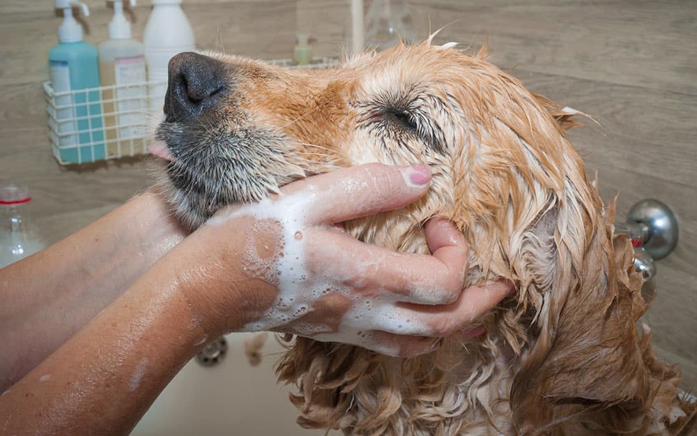 Tailwashers - Pet groomer in Los Angeles, CA
