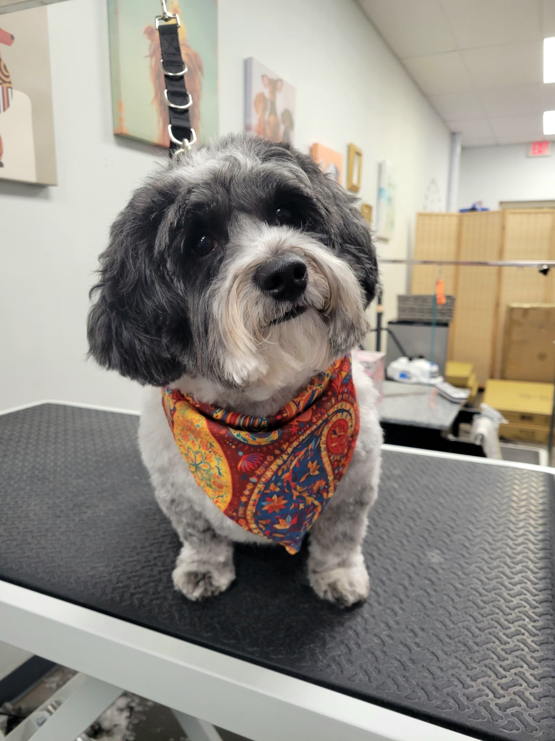 Foxy Roxy Grooming Salon - Pet groomer in Yorktown, VA