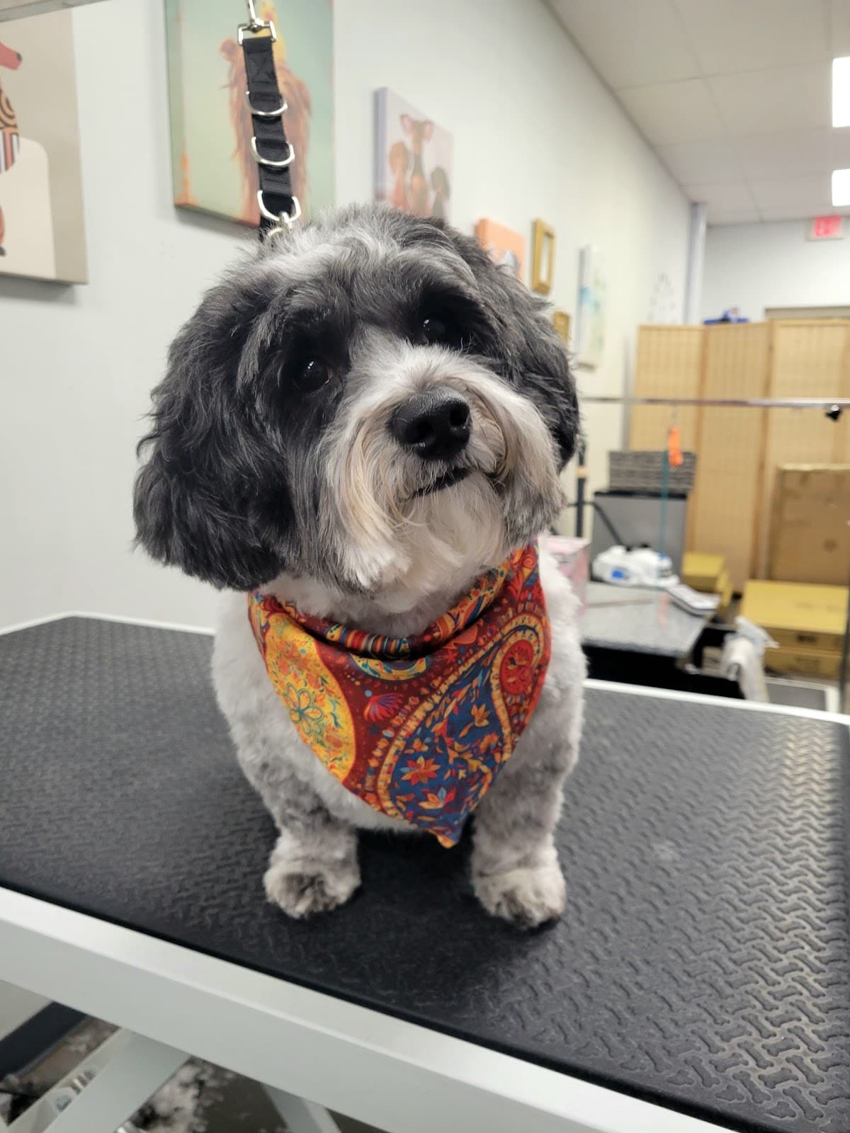 Foxy Roxy Grooming Salon - Pet groomer in Yorktown, VA