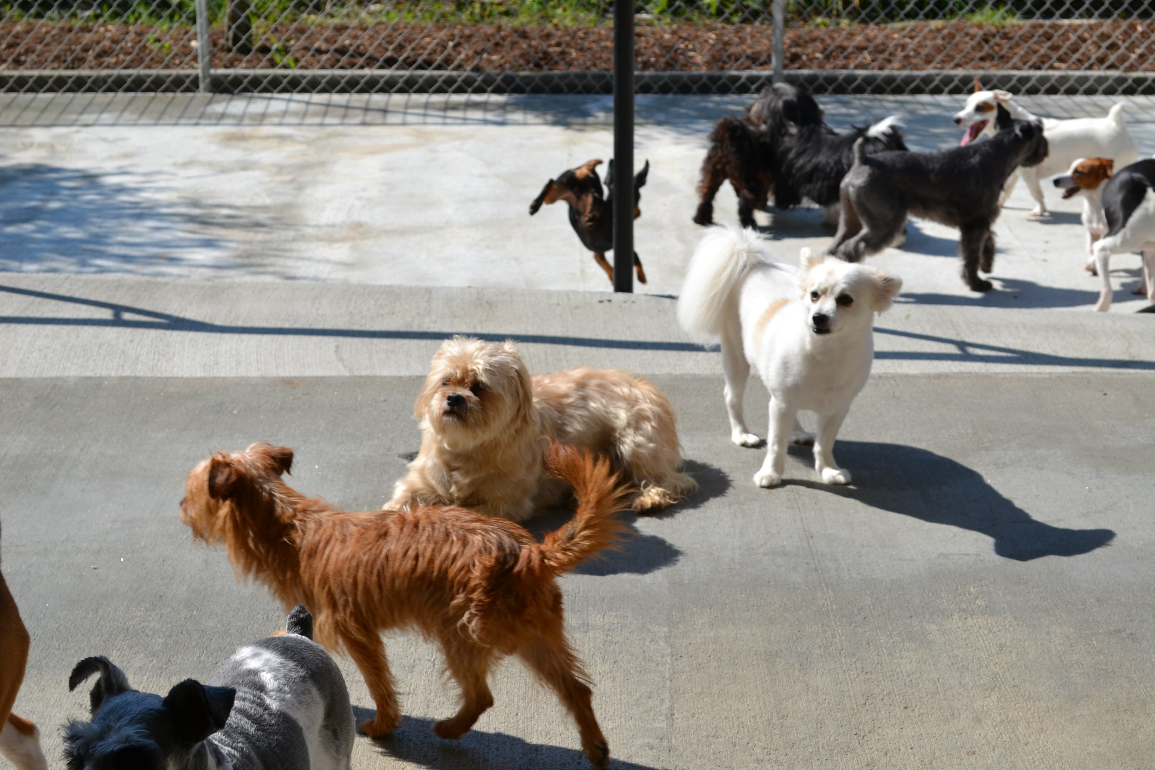 Piedmont Park - Pet groomer in Atlanta, GA
