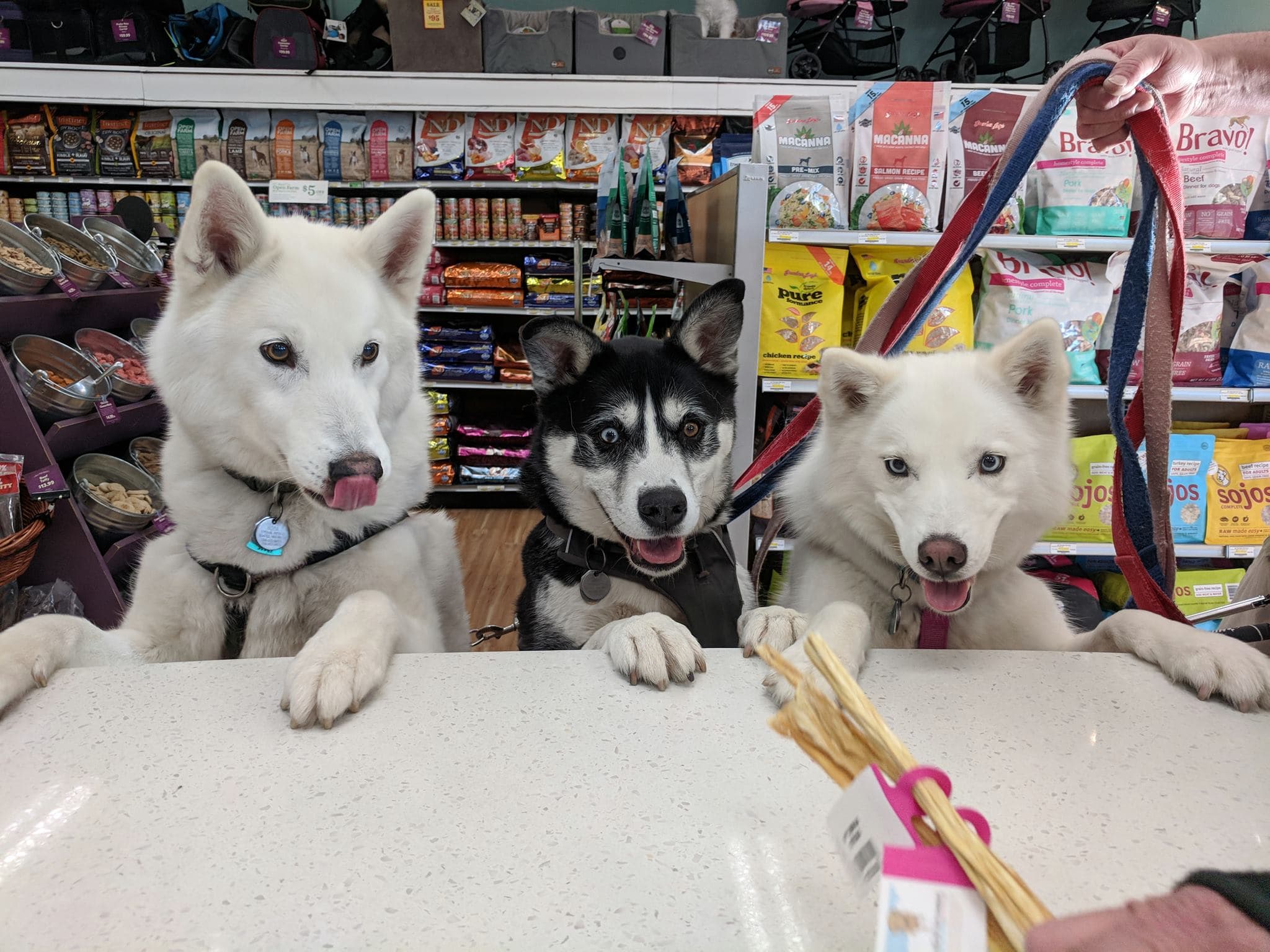 All The Best Pet Care - Queen Anne - Pet groomer in Seattle, WA